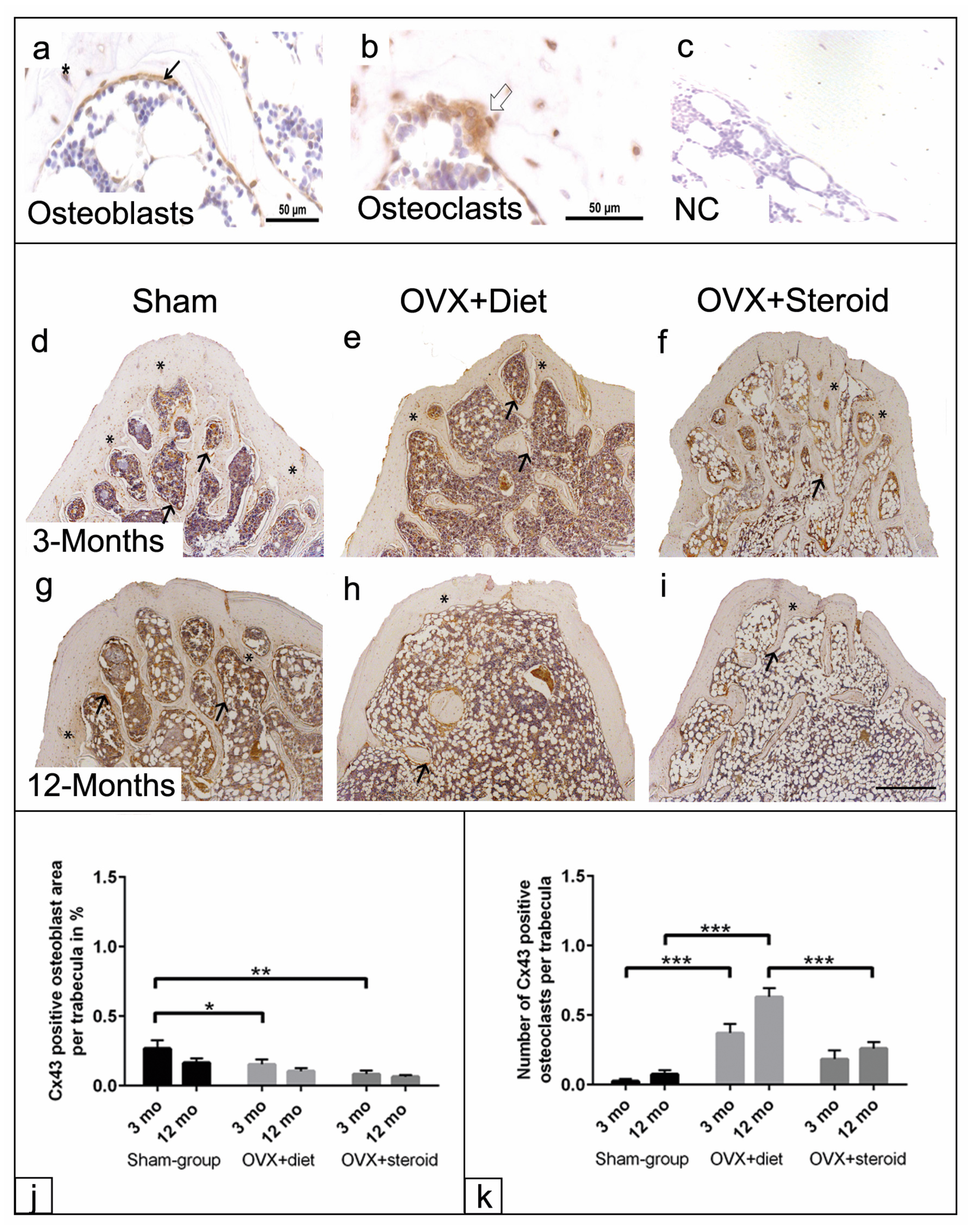 Anatomia 03 00008 g006