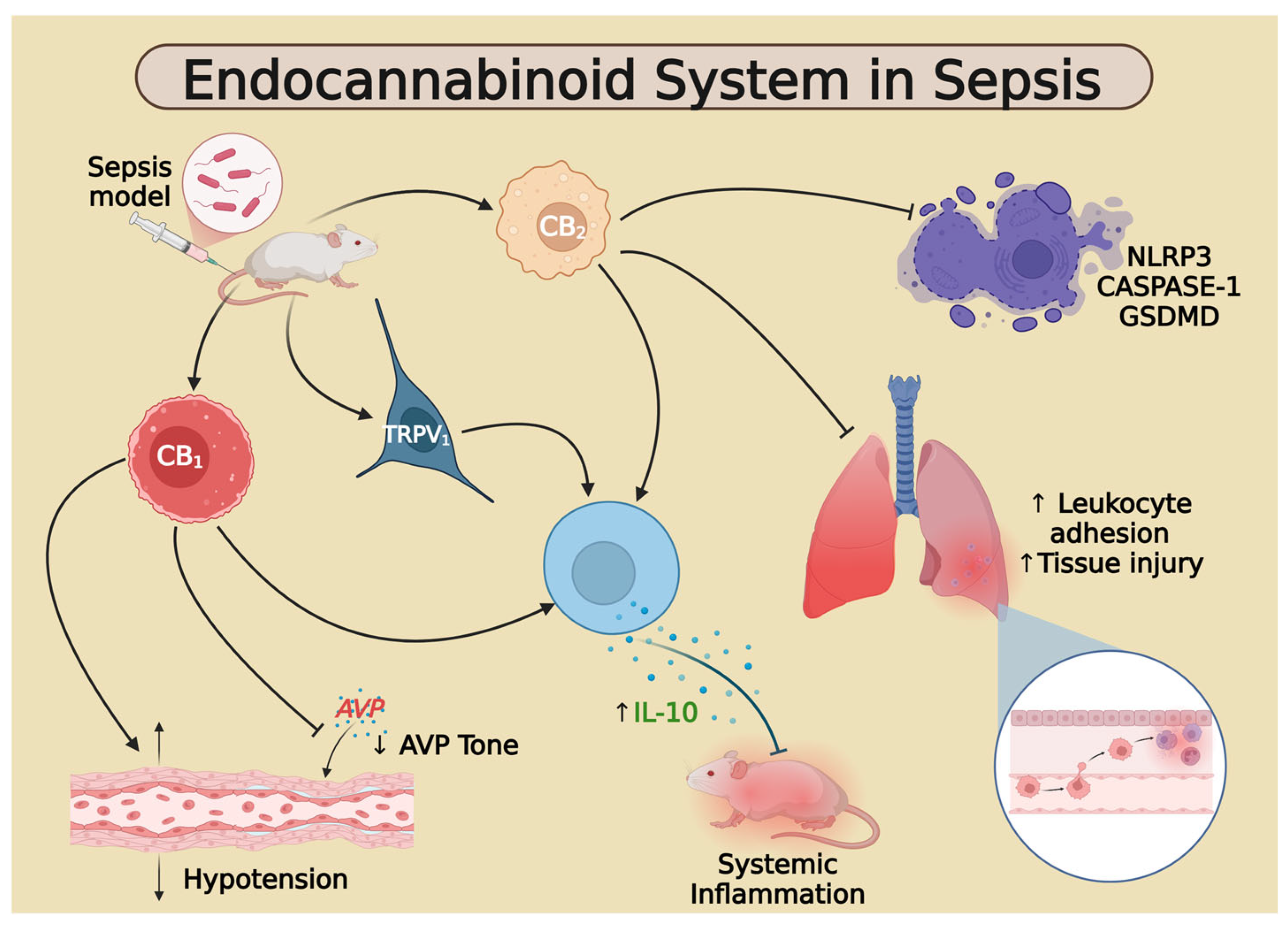 Anesthres 02 00024 g003 Anesthres 02 00024 g003