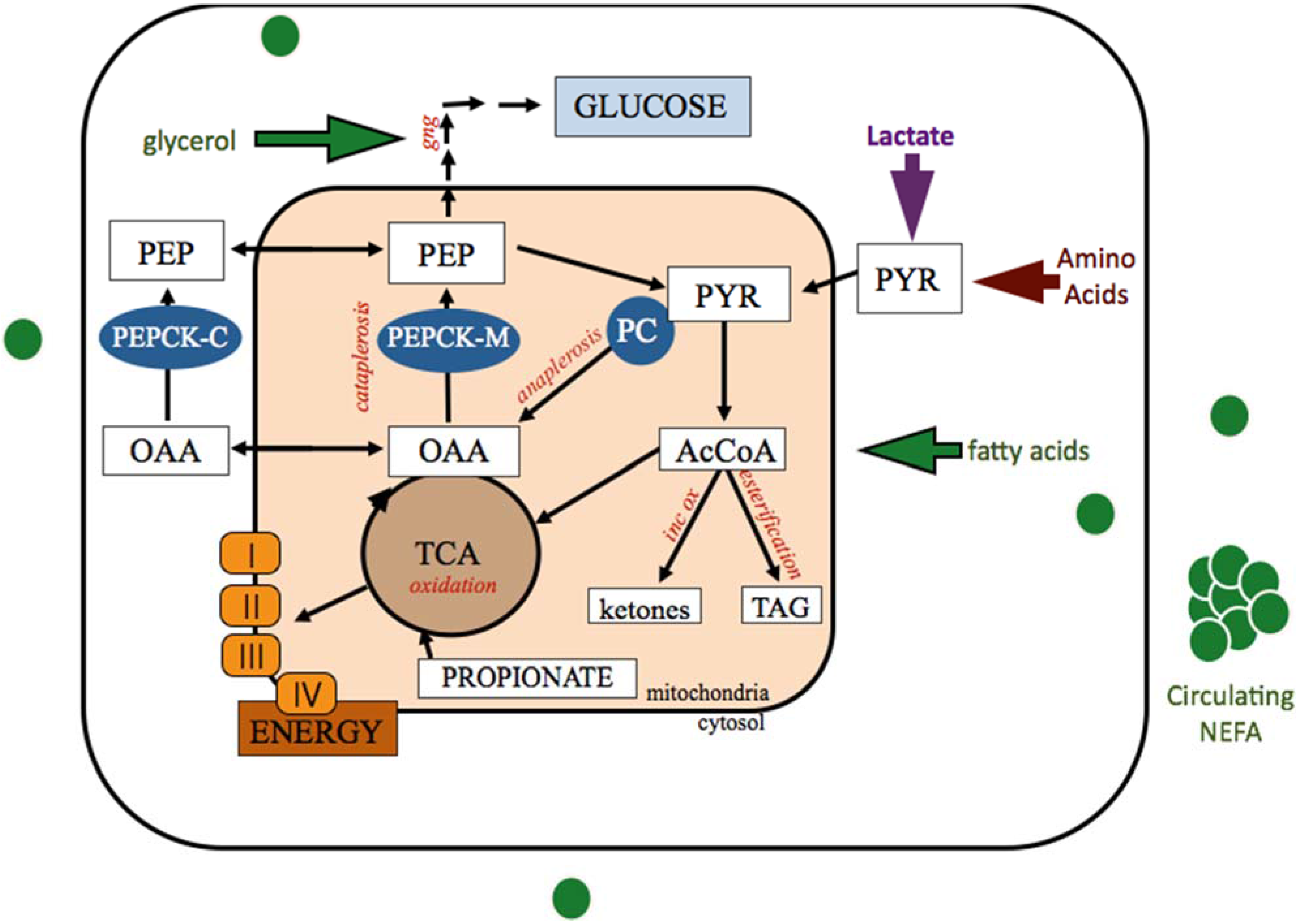 Animals | Free Full-Text | The Role of TCA Cycle Anaplerosis in Ketosis and  Fatty Liver in Periparturient Dairy Cows