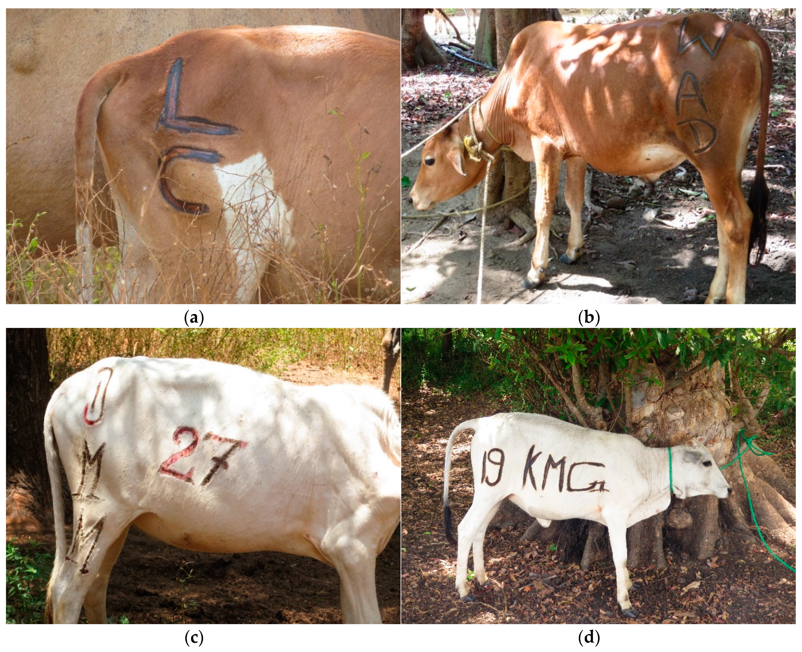 Animals | Free Full-Text | Branding Practices on Four Dairies in Kantale,  Sri Lanka