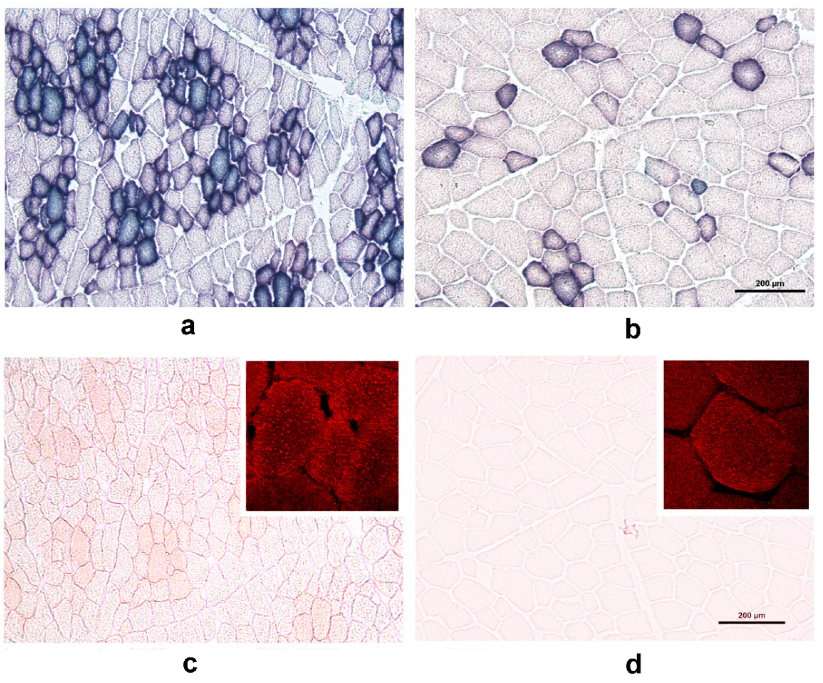 Animals Free Full Text Age Dependent Expression Of Myhc Isoforms And Lipid Metabolism Related Genes In The Longissimus Dorsi Muscle Of Wild And Domestic Pigs Html