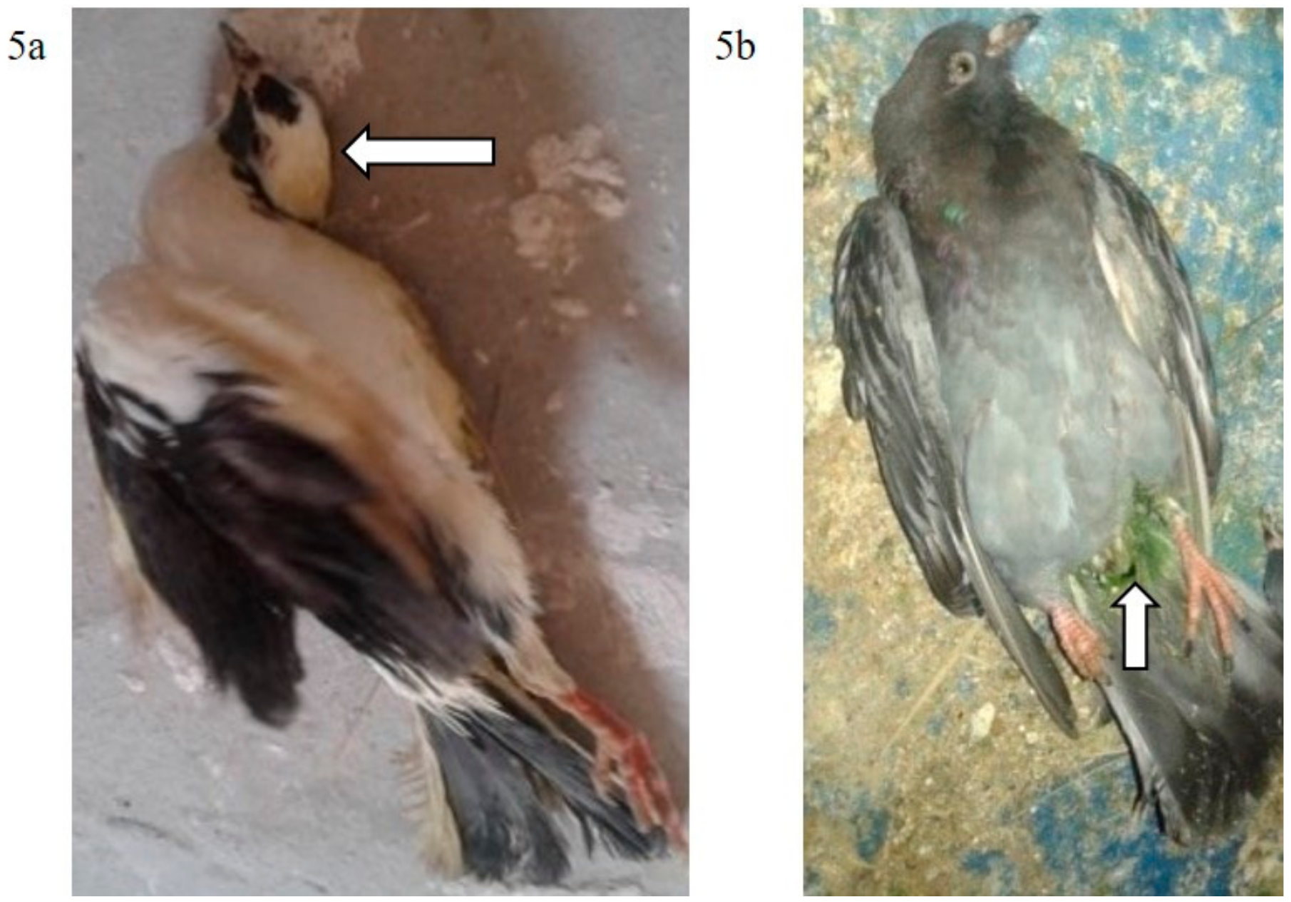 Animals Free Full Text Role Of Pigeons In The Transmission Of Avian Avulavirus Newcastle Disease Genotype Viid To Chickens Html