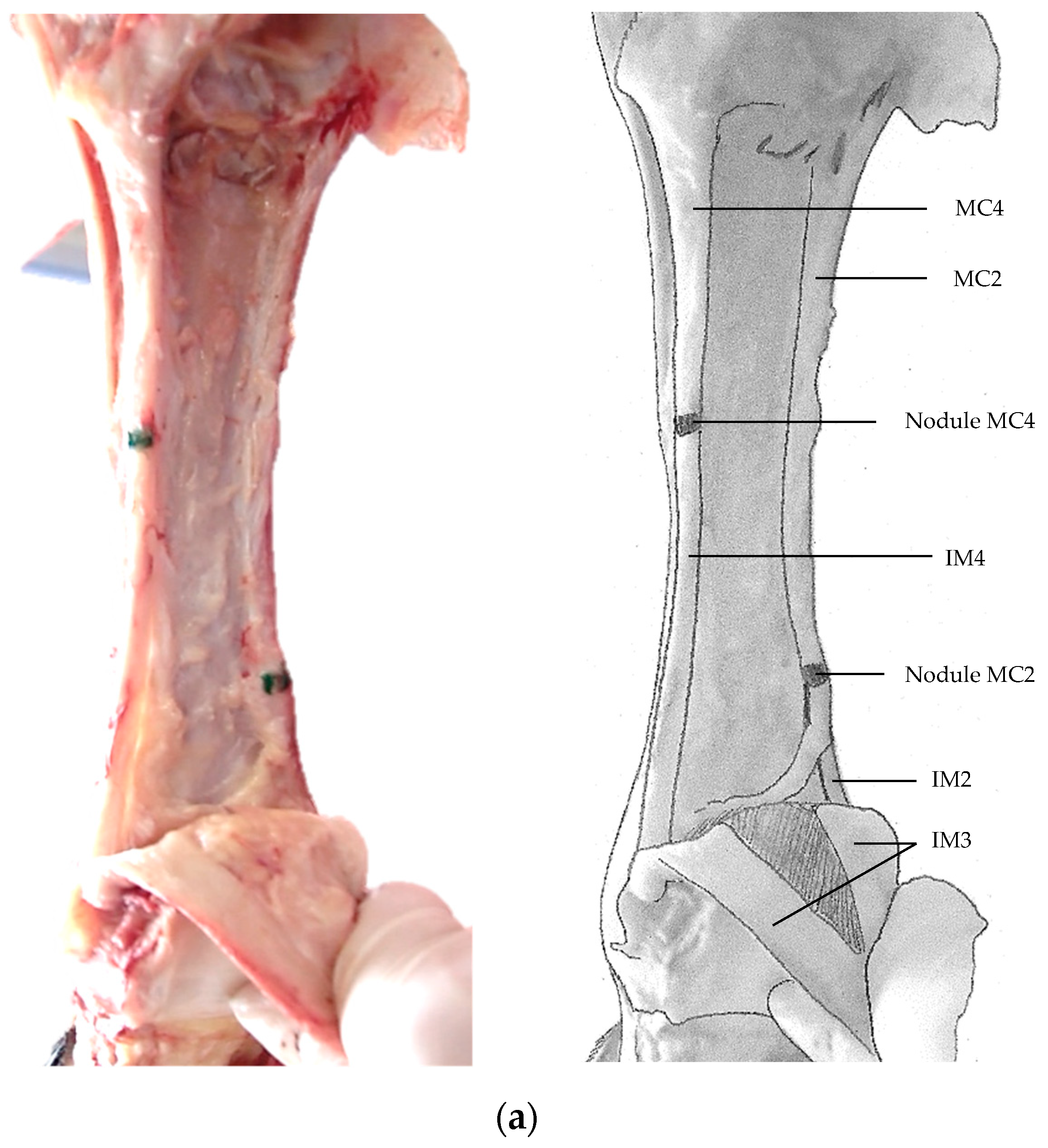 Animals 09 00355 g003a