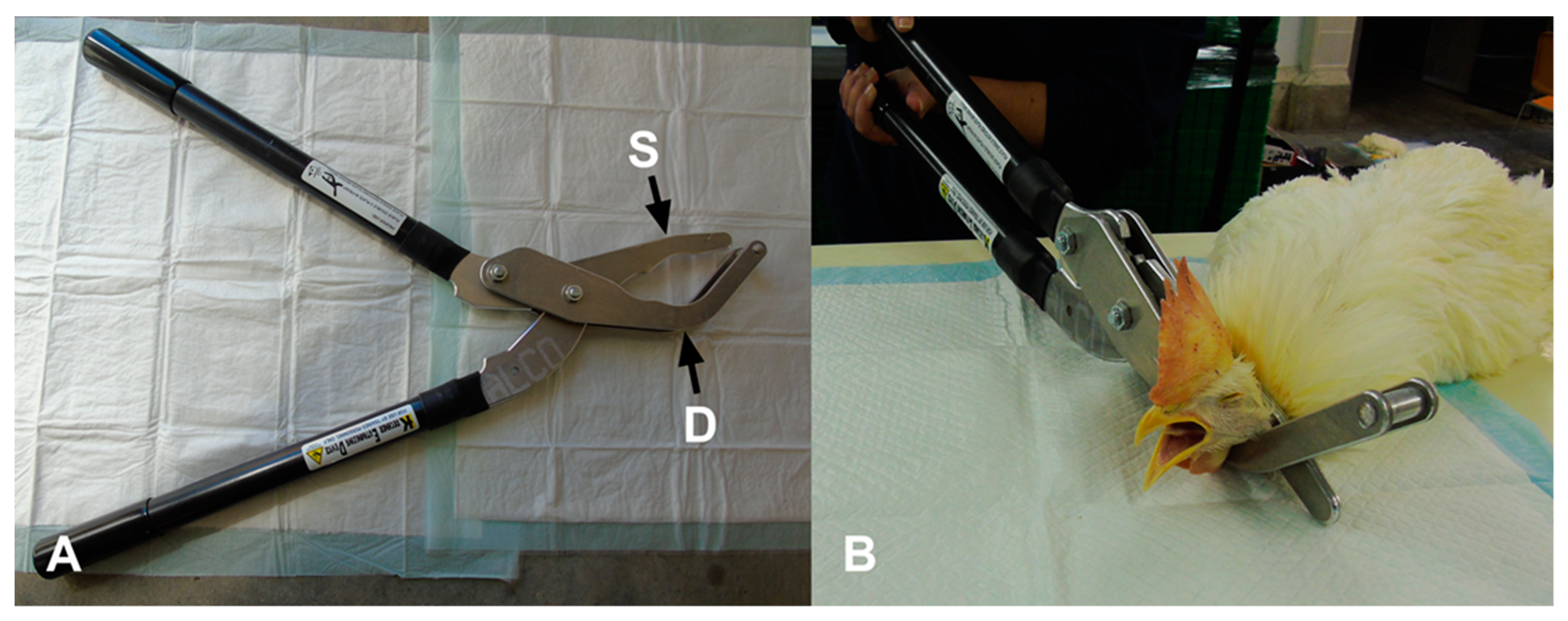 Animals Free Full Text Efficacy Of A Novel Mechanical Cervical Dislocation Device In Comparison To Manual Cervical Dislocation In Layer Chickens Html