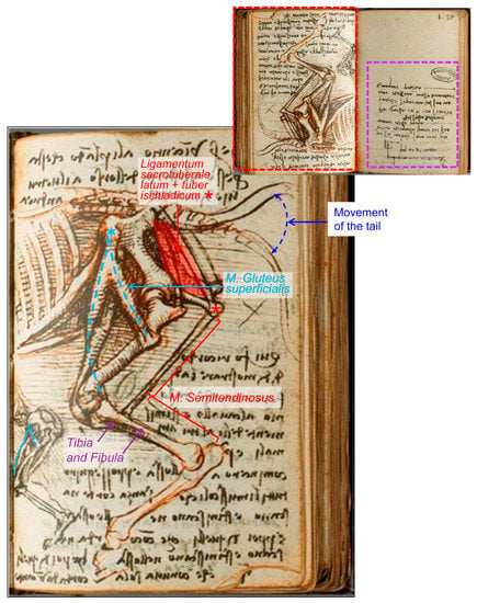 Leonardo da Vinci (1452-1519) - The skeleton (recto); The muscles