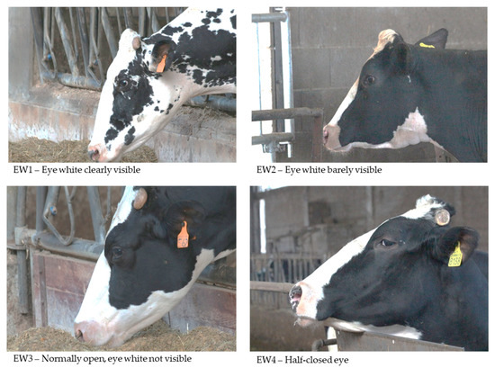 Animals Free Full Text Understanding Cows Emotions On Farm Are Eye White And Ear Posture Reliable Indicators Html