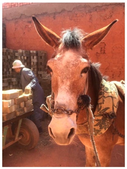 Animals | Free Full-Text | Comparing and Contrasting Knowledge on Mules and  Hinnies as a Tool to Comprehend Their Behavior and Improve Their Welfare