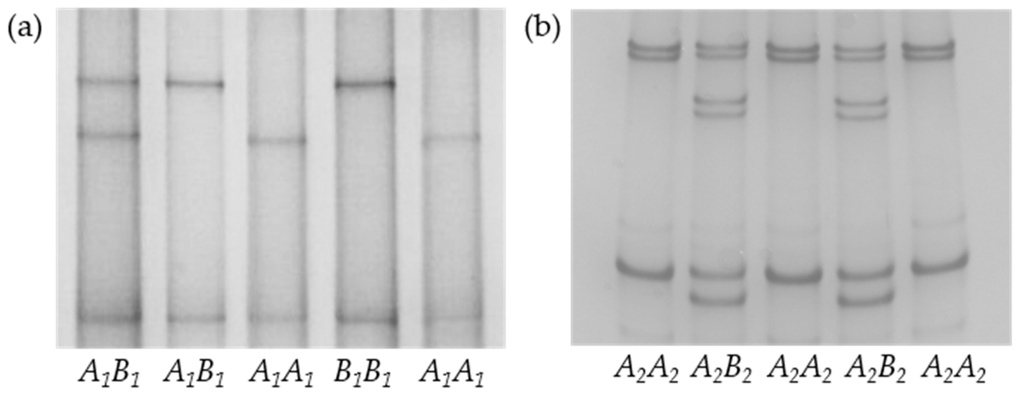 Animals | Free Full-Text | Variation in the Fatty Acid Synthase Gene (FASN)  and Its Association with Milk Traits in Gannan Yaks | HTML