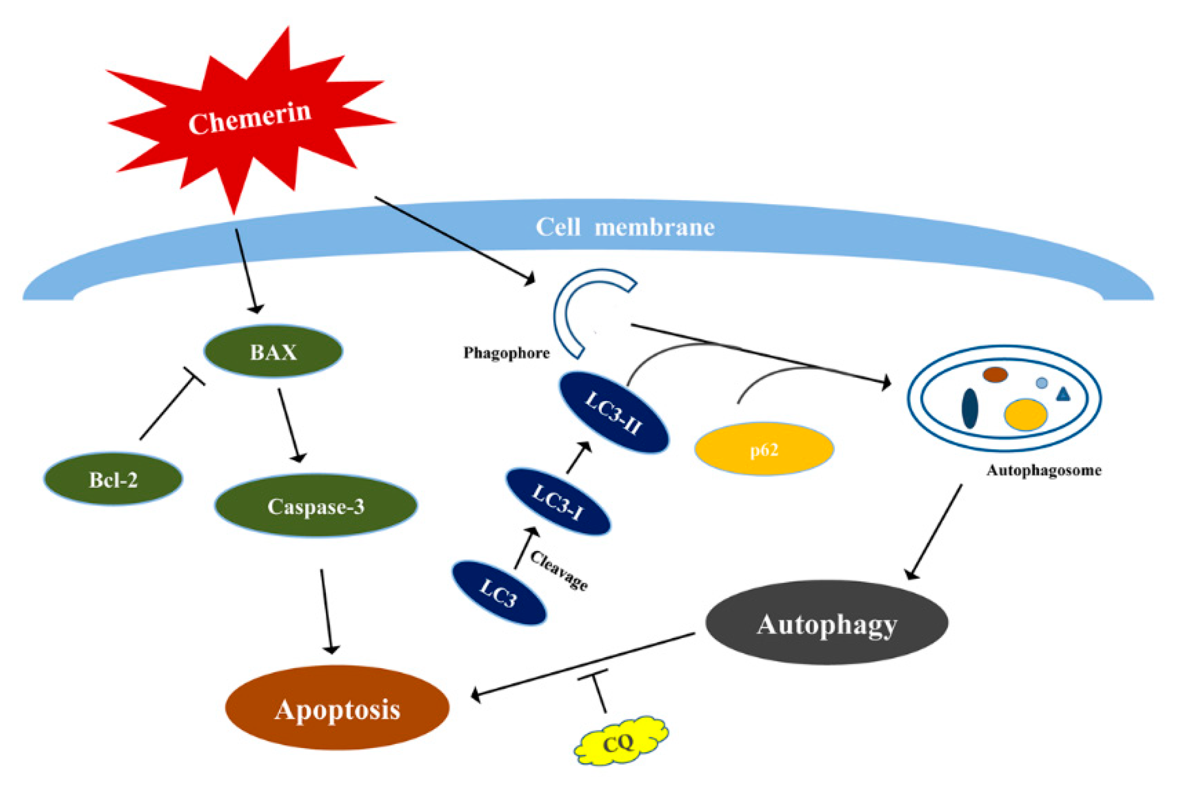 chaperone proteins in mad cow disease