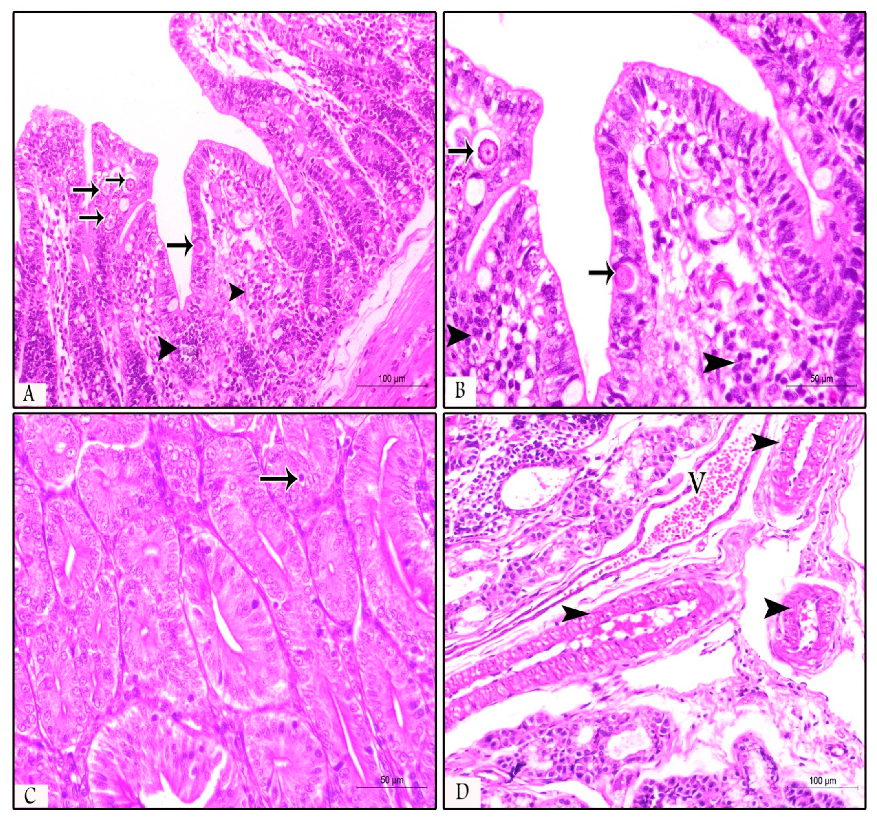 Animals 09 00965 g004 Animals 09 00965 g004