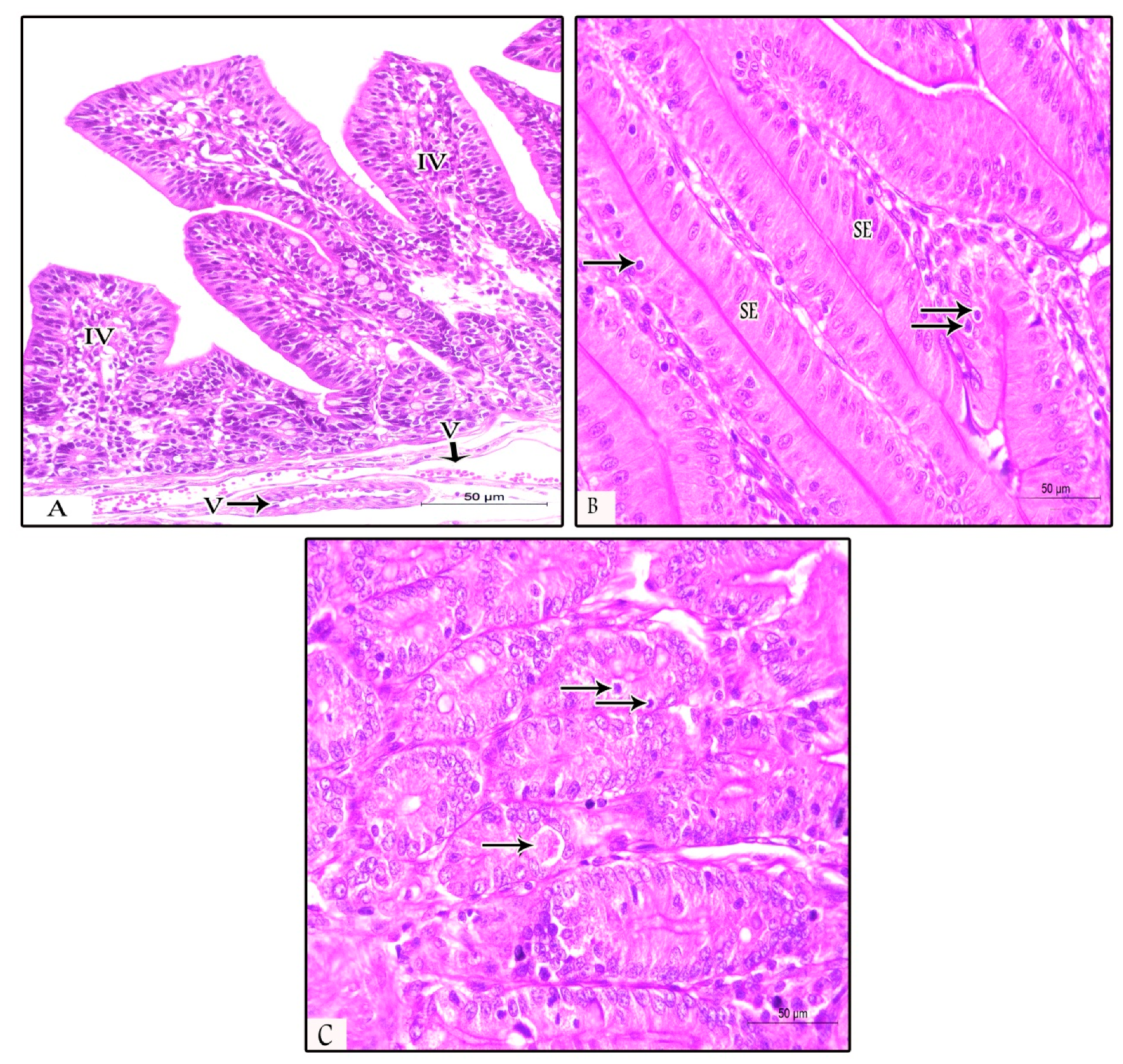 Animals 09 00965 g005 Animals 09 00965 g005