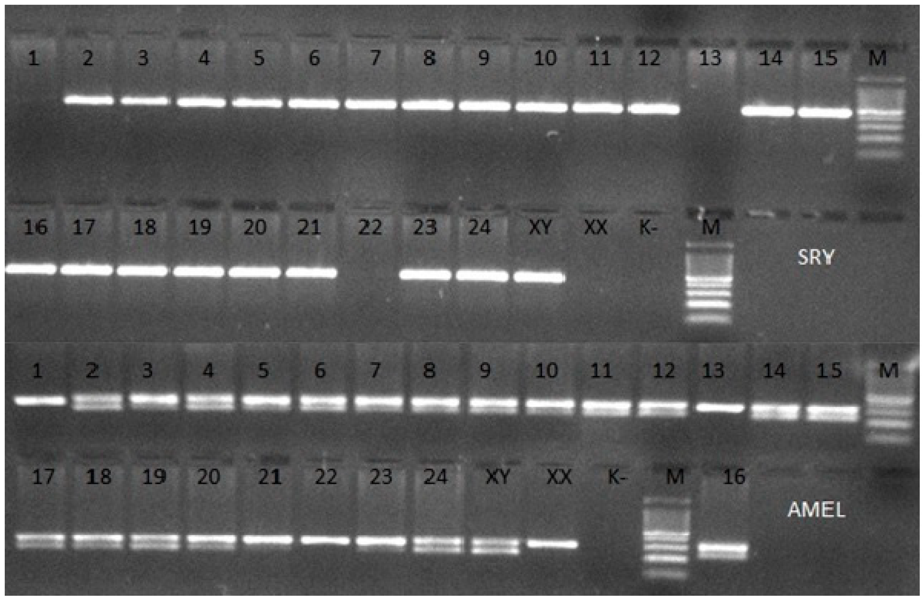 Animals 09 00971 g001