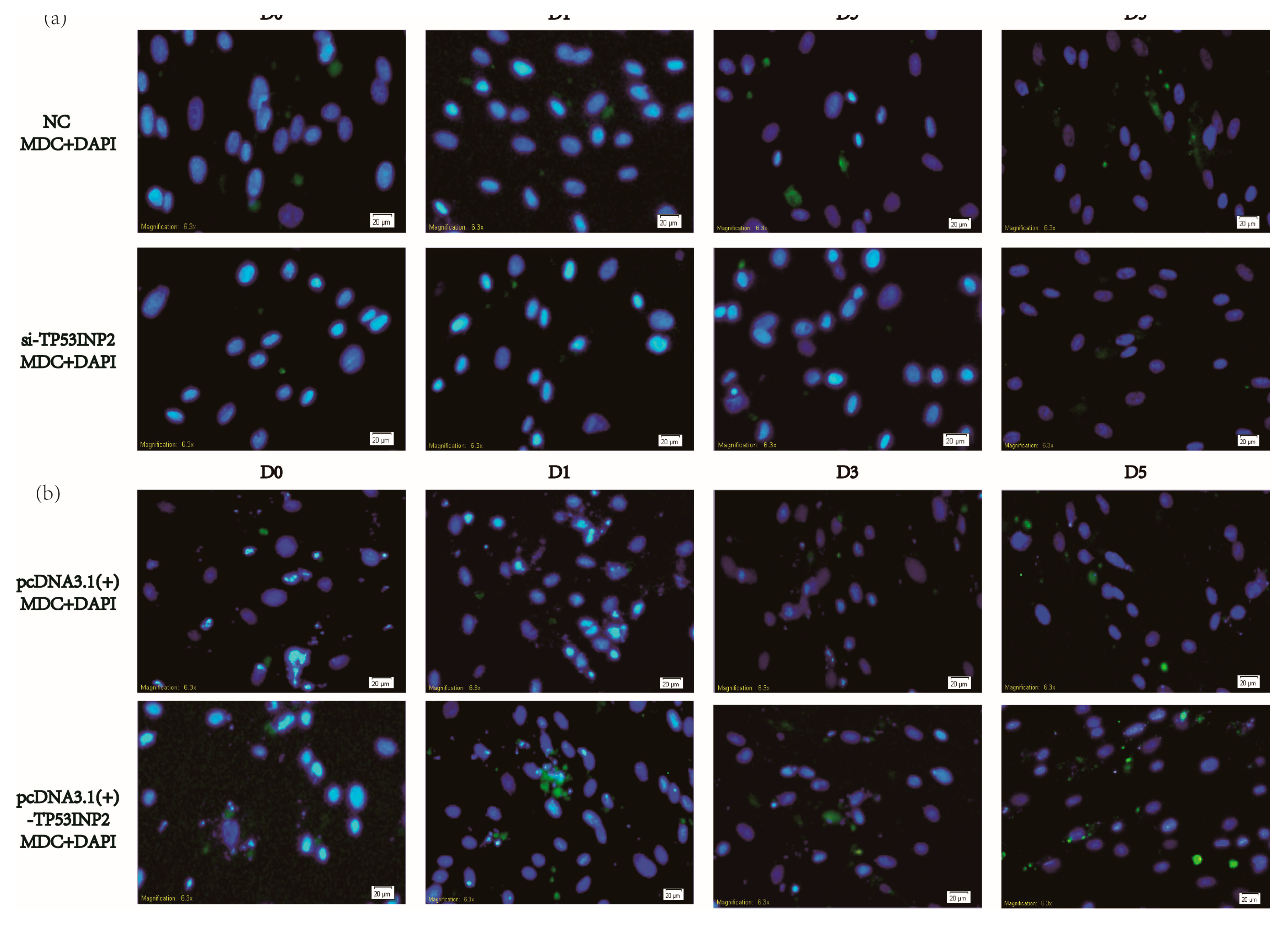 Animals 09 01060 g005 Animals 09 01060 g005