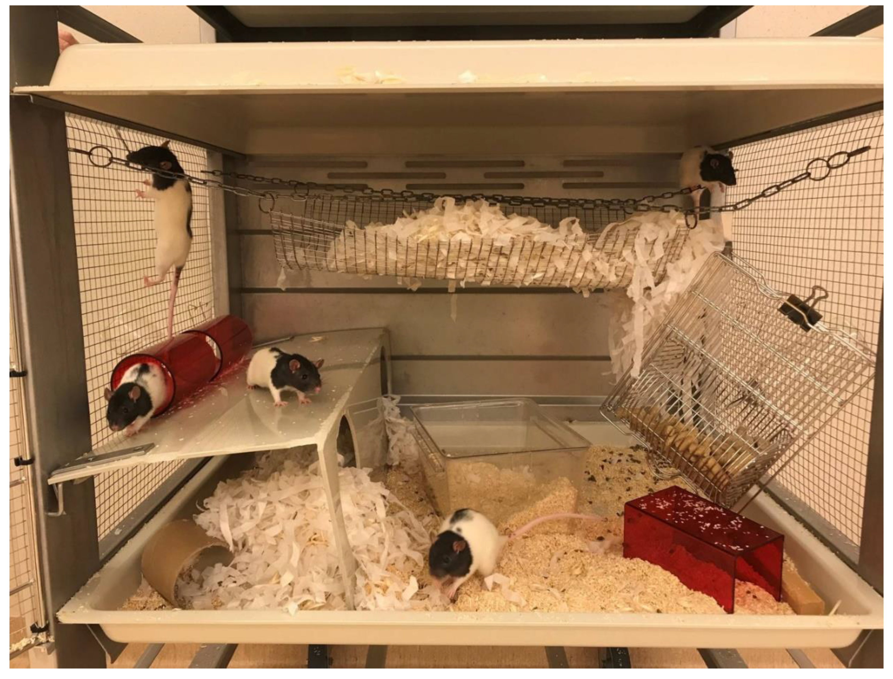 Animals | Free Full-Text | Applying the 3Rs: A Case Study on Evidence and  Perceptions Relating to Rat Cage Height in the UK