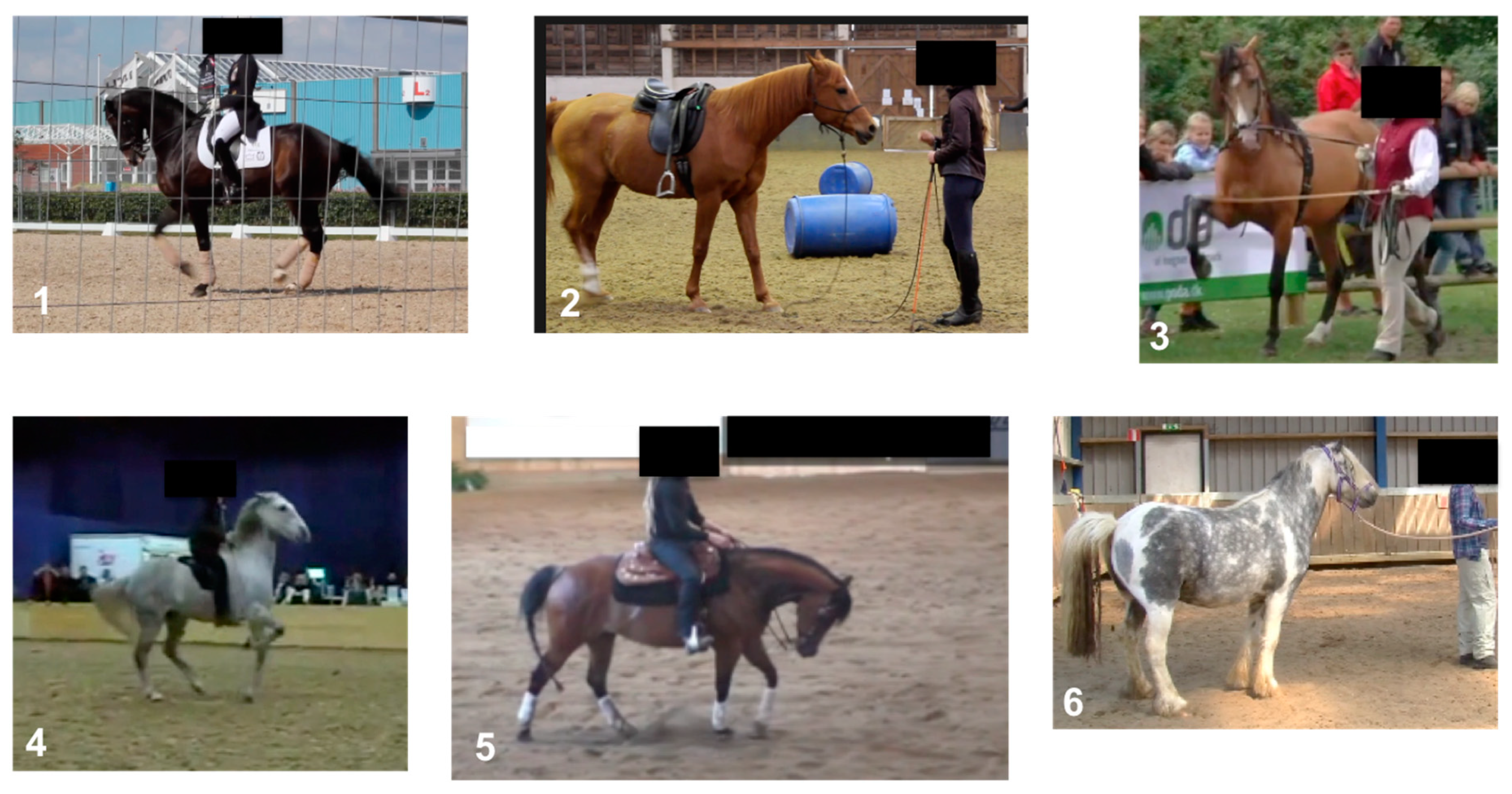 Why do we Measure Horses in Hands? - Top Flight Equestrian