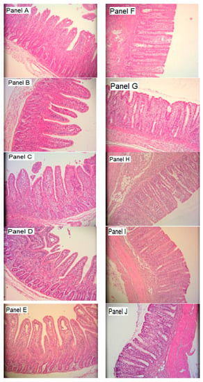 Animals Free Full Text Impact Of Dietary Supplementation Of Lactic Acid Bacteria Fermented Rapeseed With Or Without Macroalgae On Performance And Health Of Piglets Following Omission Of Medicinal Zinc From Weaner