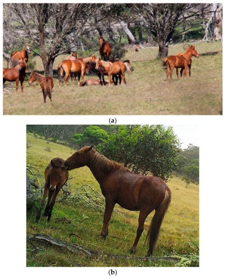 Mulla Ji Mullan Xnxx - Animals | Free Full-Text | A Ten-Stage Protocol for Assessing the Welfare of  Individual Non-Captive Wild Animals: Free-Roaming Horses (Equus Ferus  Caballus) as an Example