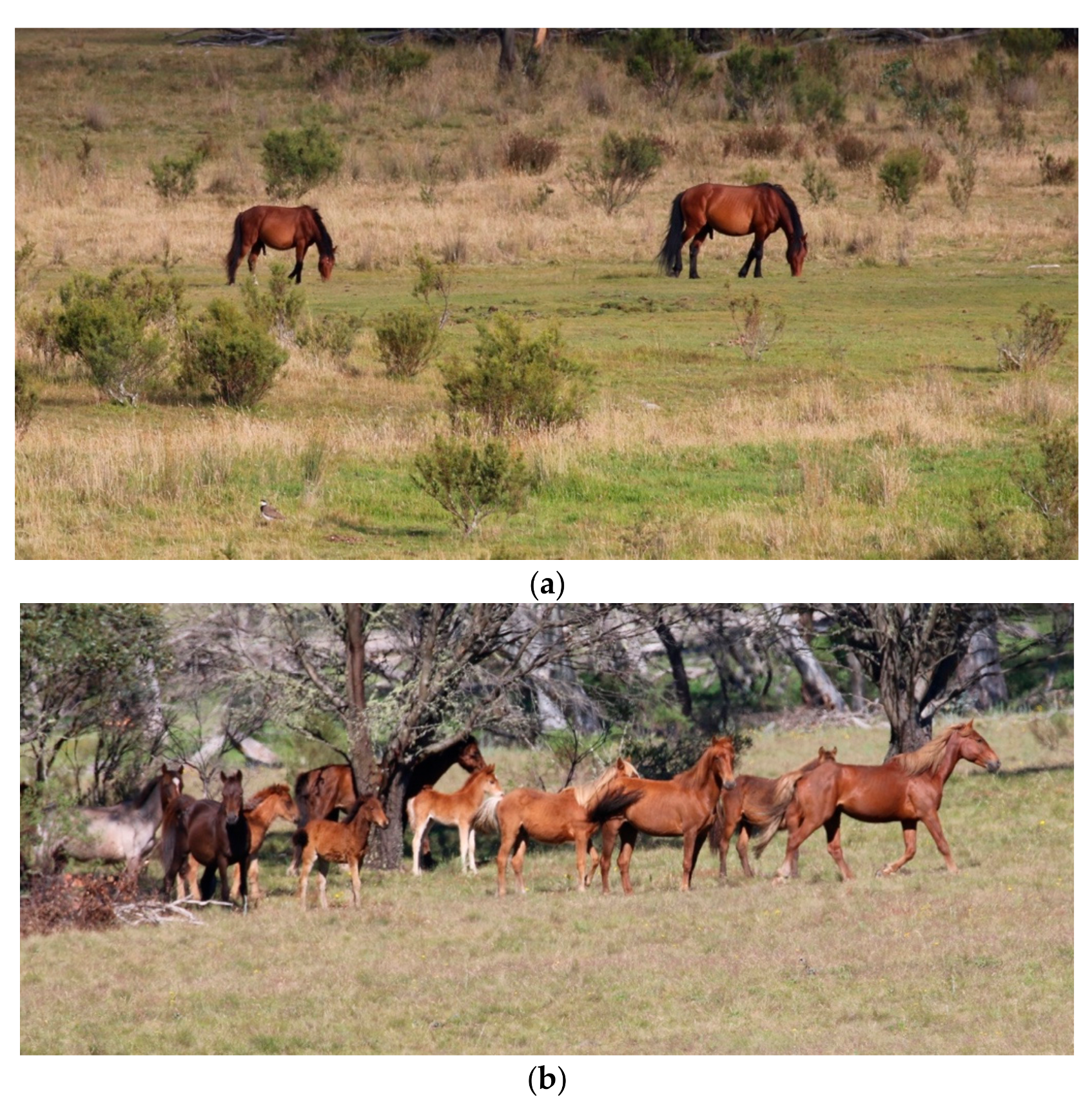 Animals | Free Full-Text | A Ten-Stage Protocol for Assessing the Welfare of  Individual Non-Captive Wild Animals: Free-Roaming Horses (Equus Ferus  Caballus) as an Example