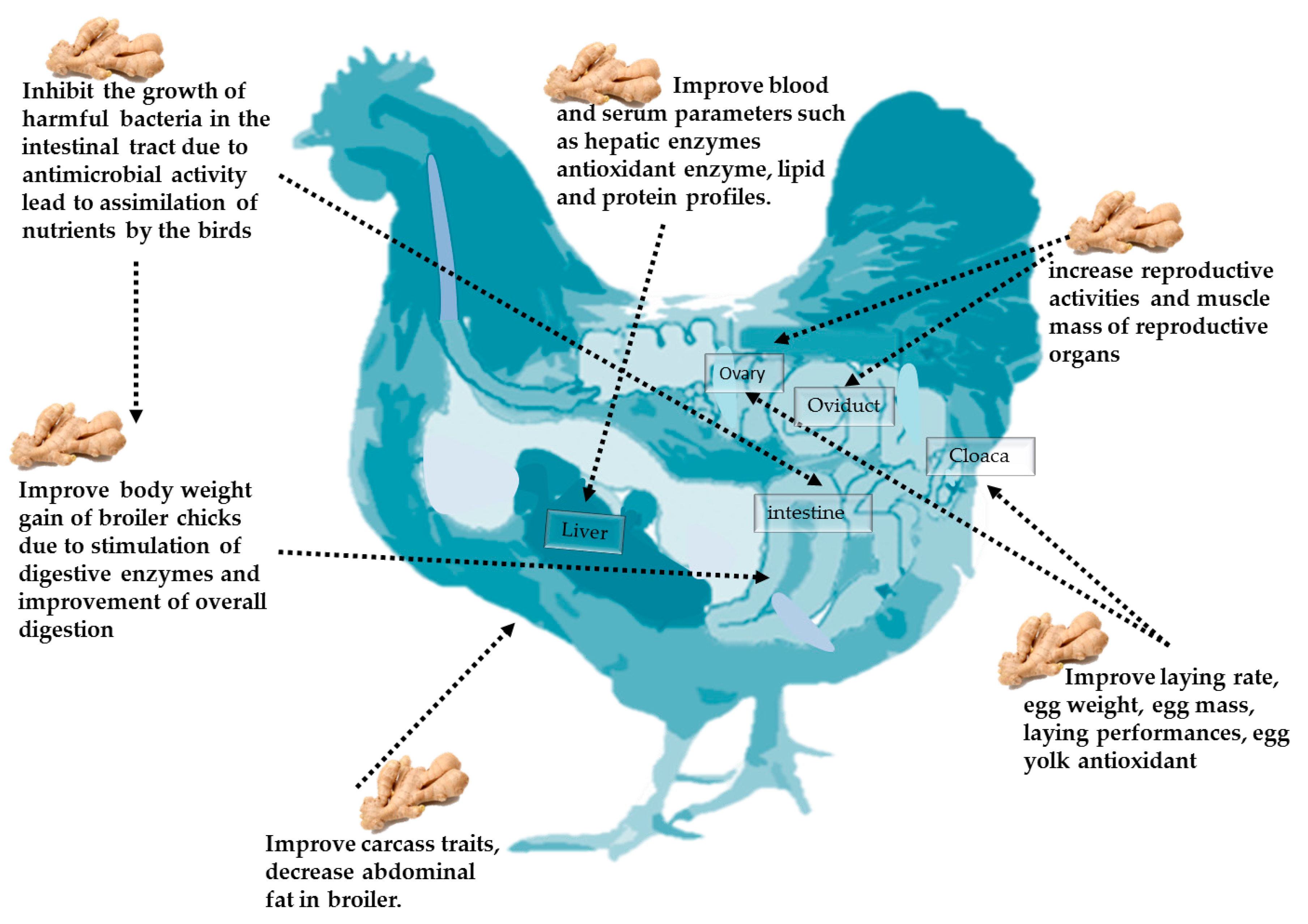 Download Animals Free Full Text Ginger And Its Derivatives As Promising Alternatives To Antibiotics In Poultry Feed Html