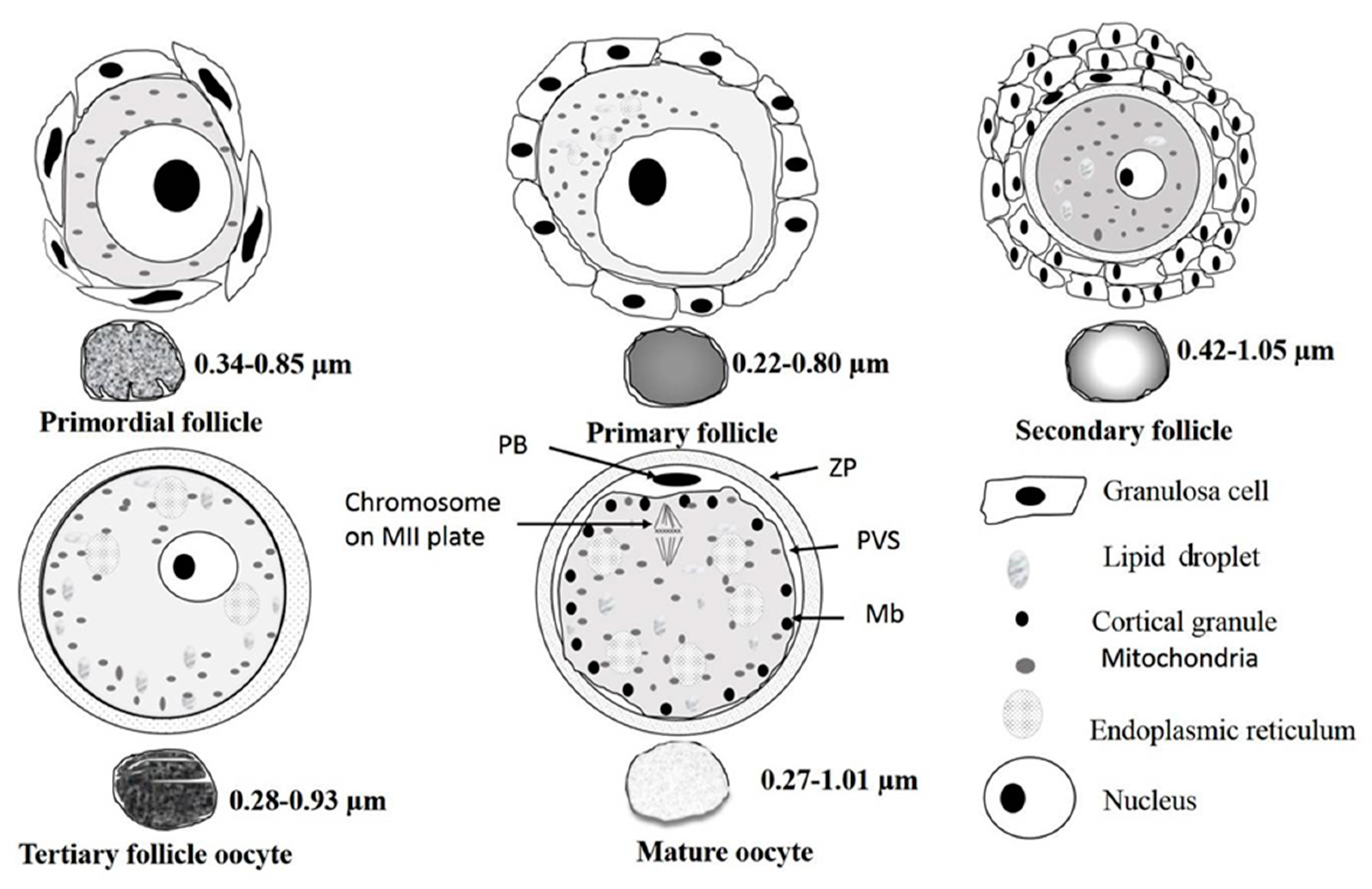 Animals | Free Full-Text | Ultrastructural Characterization of Porcine  Growing and In Vitro Matured Oocytes | HTML