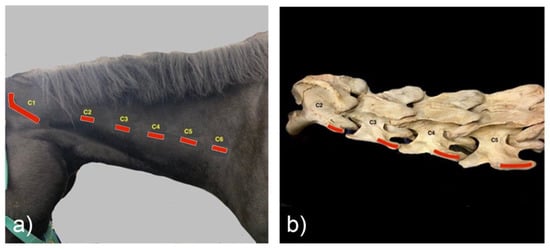 Animals | Free Full-Text | A Radiographic Technique for Assessment of ...