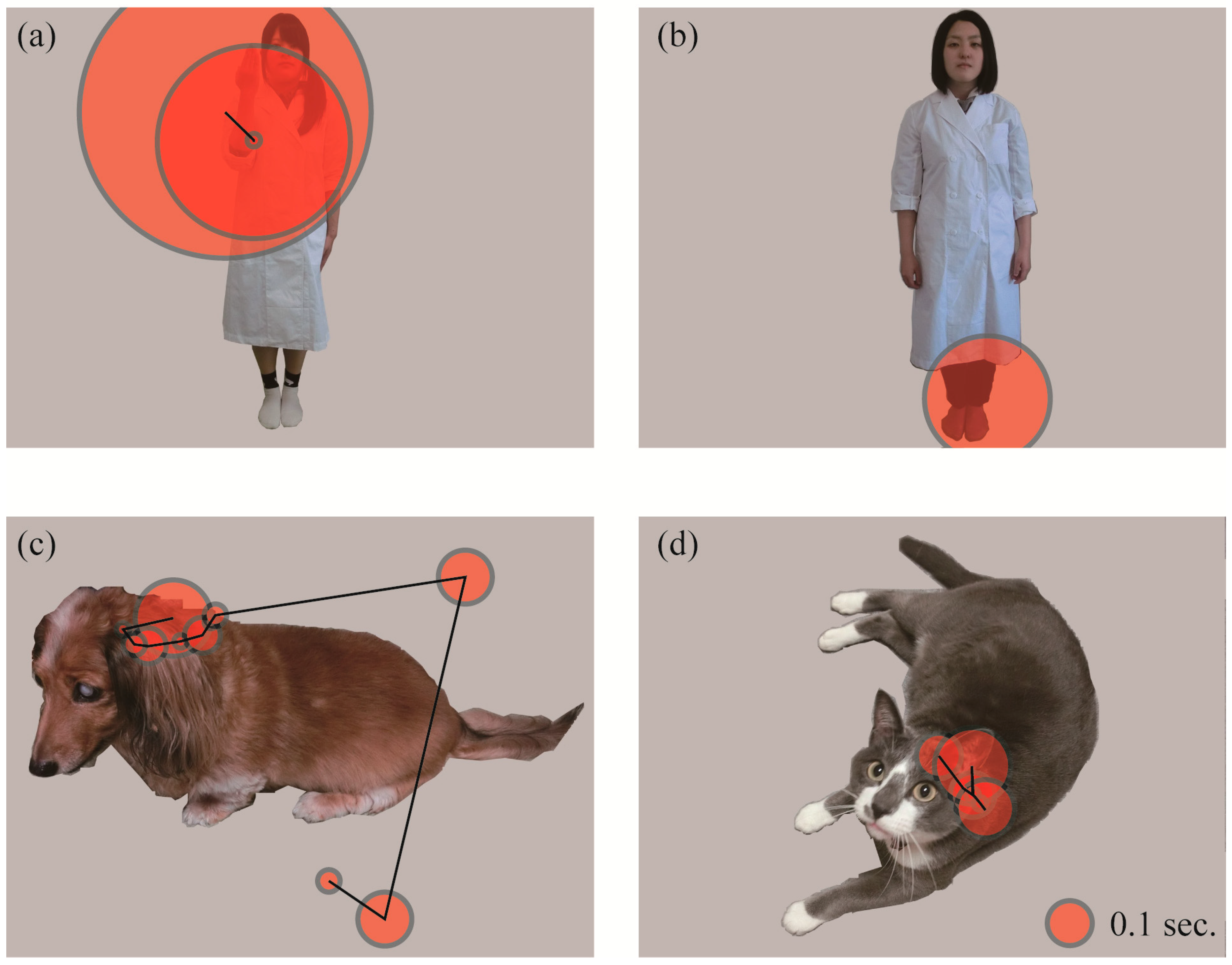 Animals | Free Full-Text | Dogs (Canis familiaris) Gaze at Our Hands: A  Preliminary Eye-Tracker Experiment on Selective Attention in Dogs