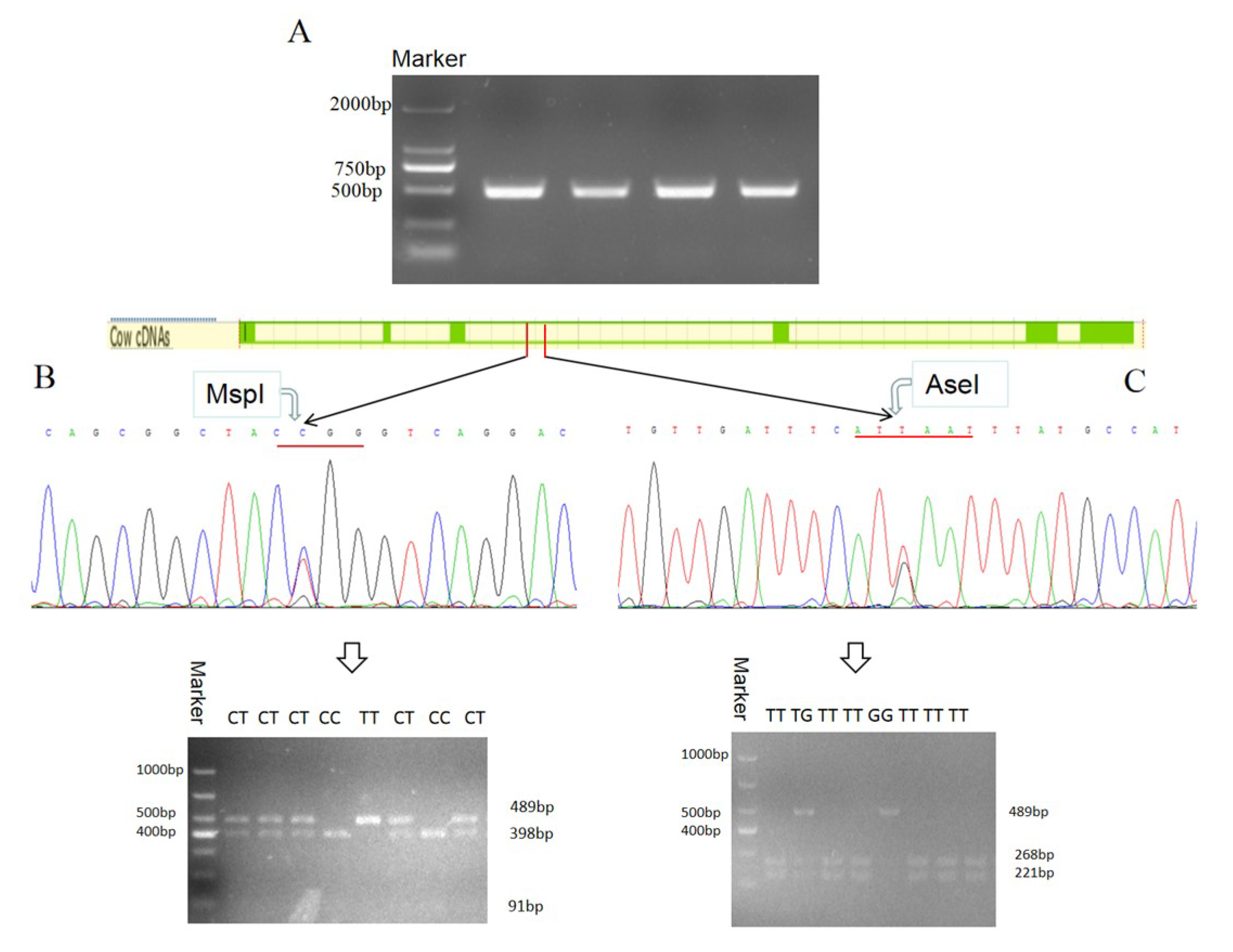 Animals 10 00923 g007