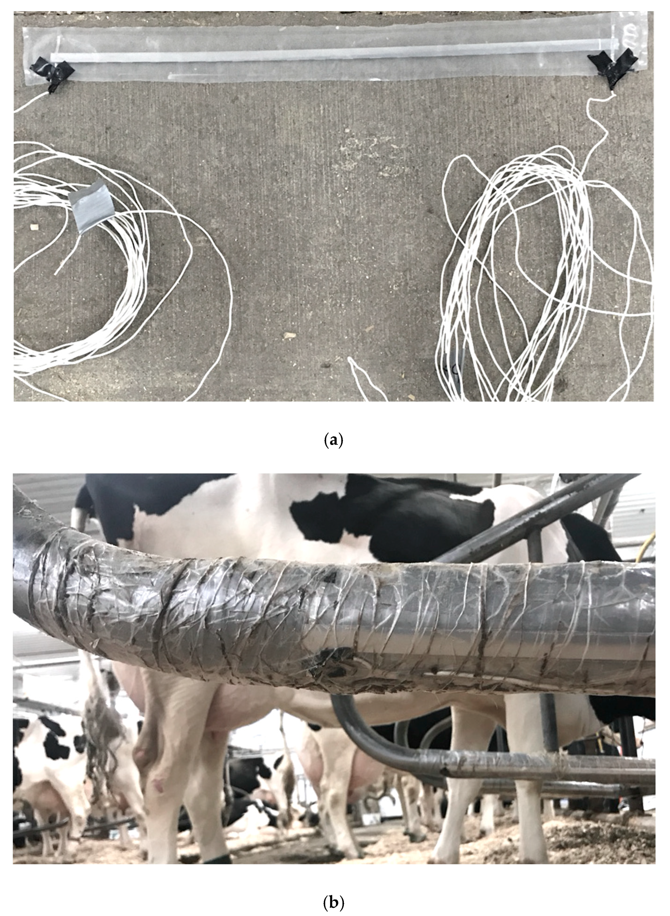transforming tania into cow