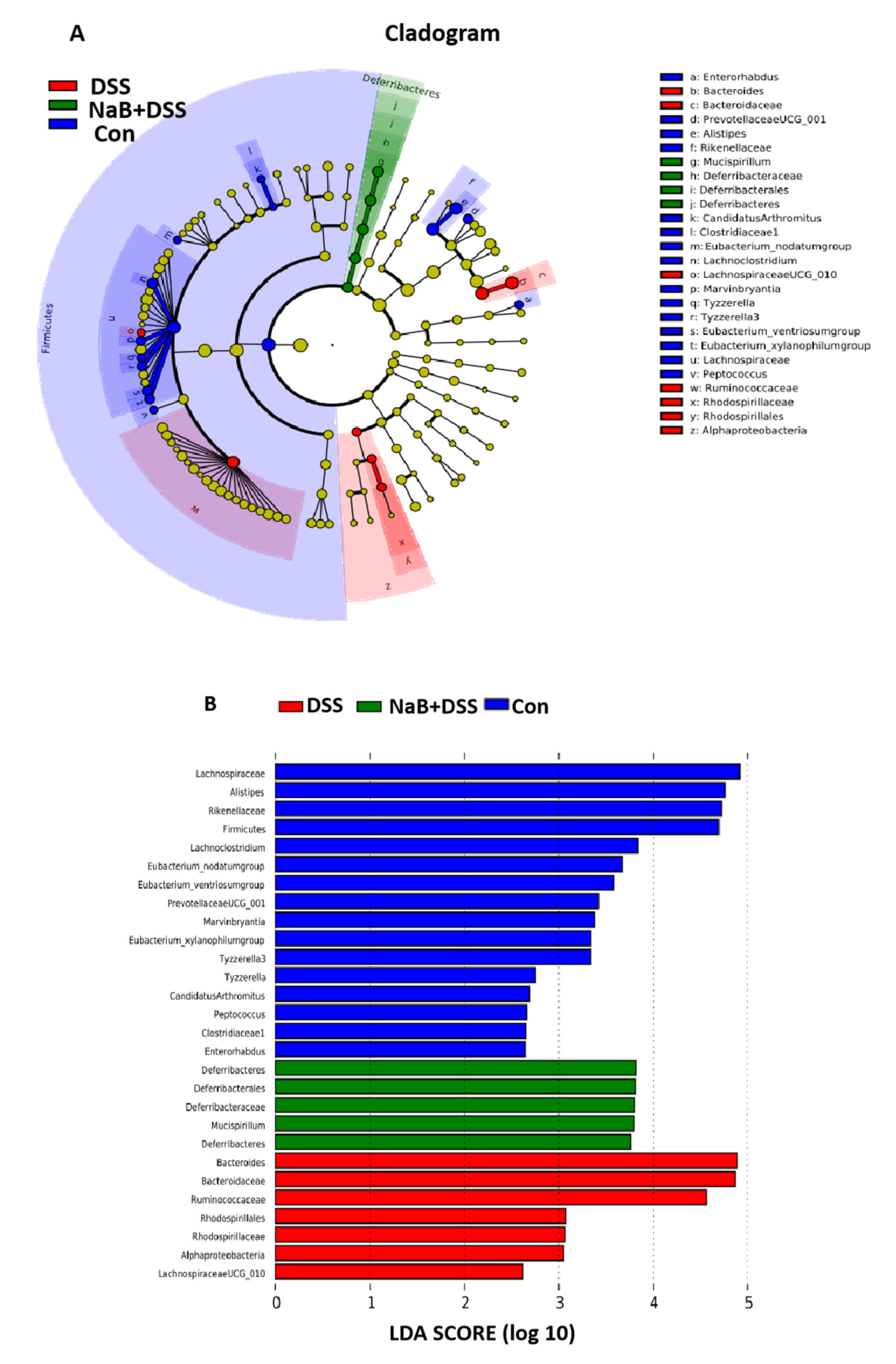 Animals Free Full Text Sodium Butyrate Alleviates Mouse Colitis By Regulating Gut Microbiota Dysbiosis Html