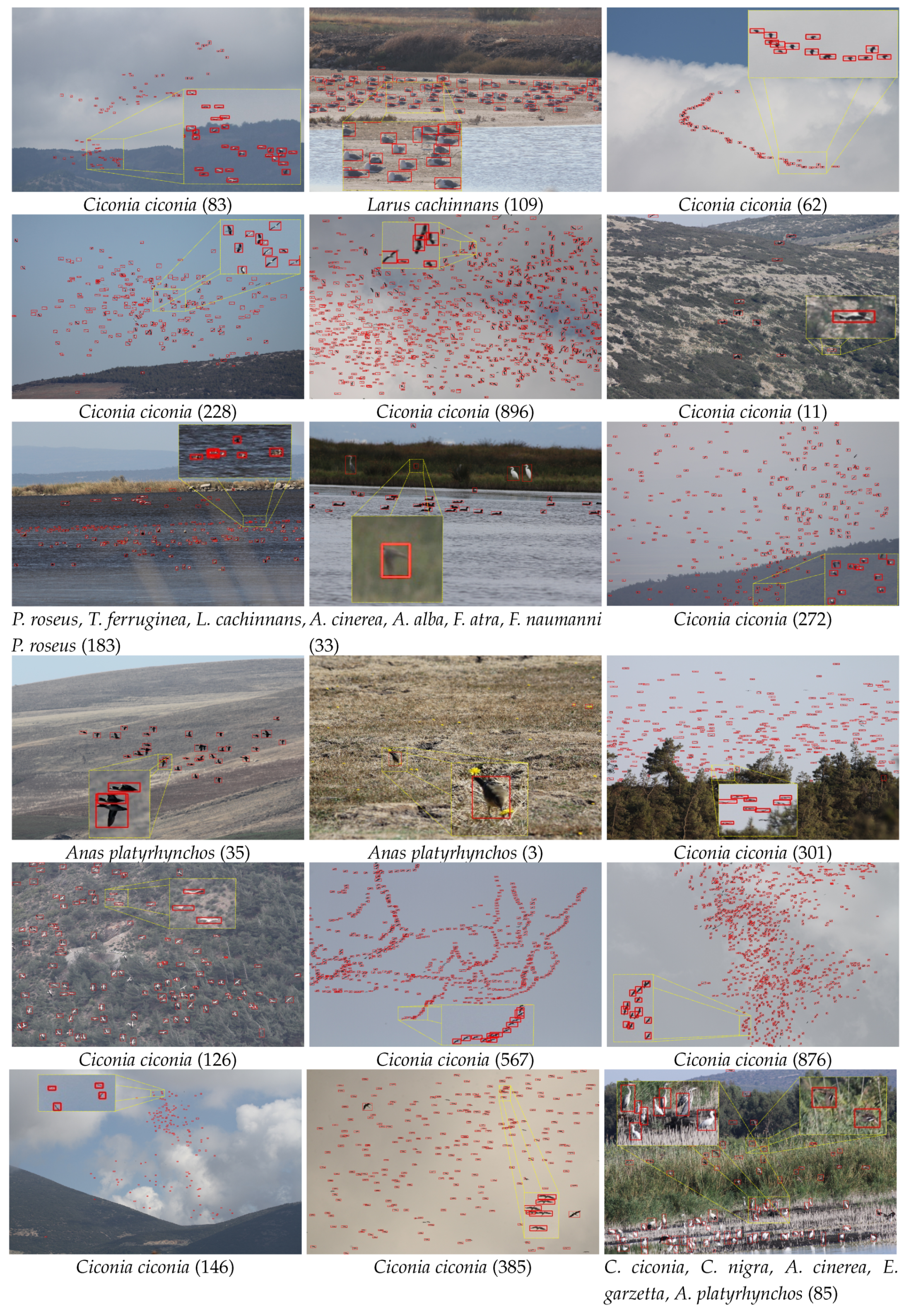 Animals Free Full Text Automated Bird Counting With Deep Learning For Regional Bird Distribution Mapping Html