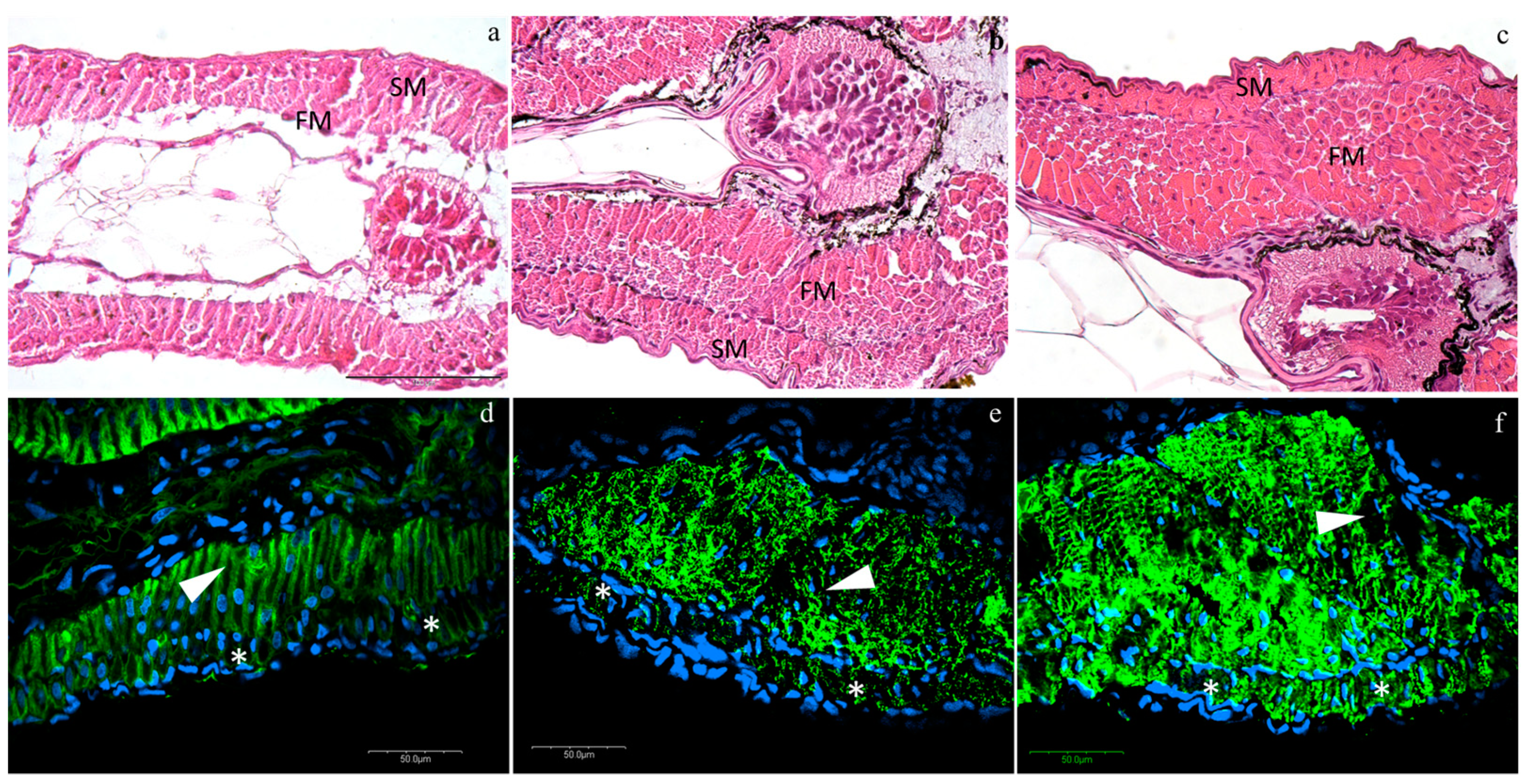 Animals 10 01289 g001