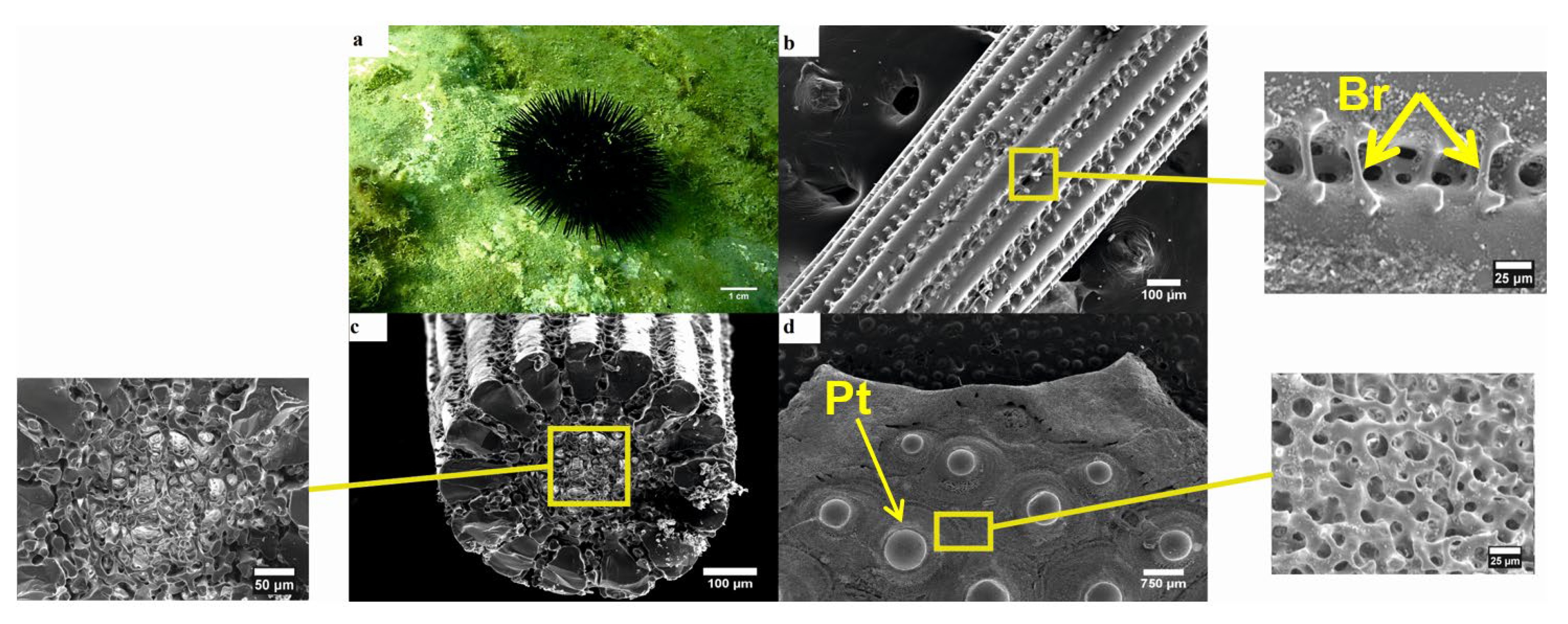 Animals 10 01351 g003