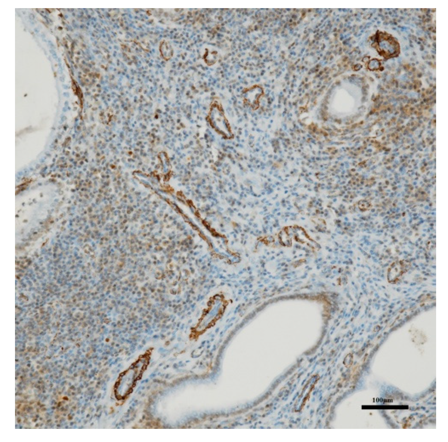 Animals 10 01368 g005 Animals 10 01368 g005