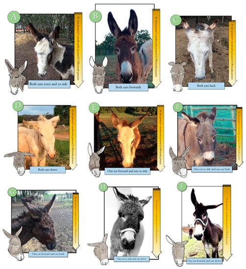 donkey development xmlspear