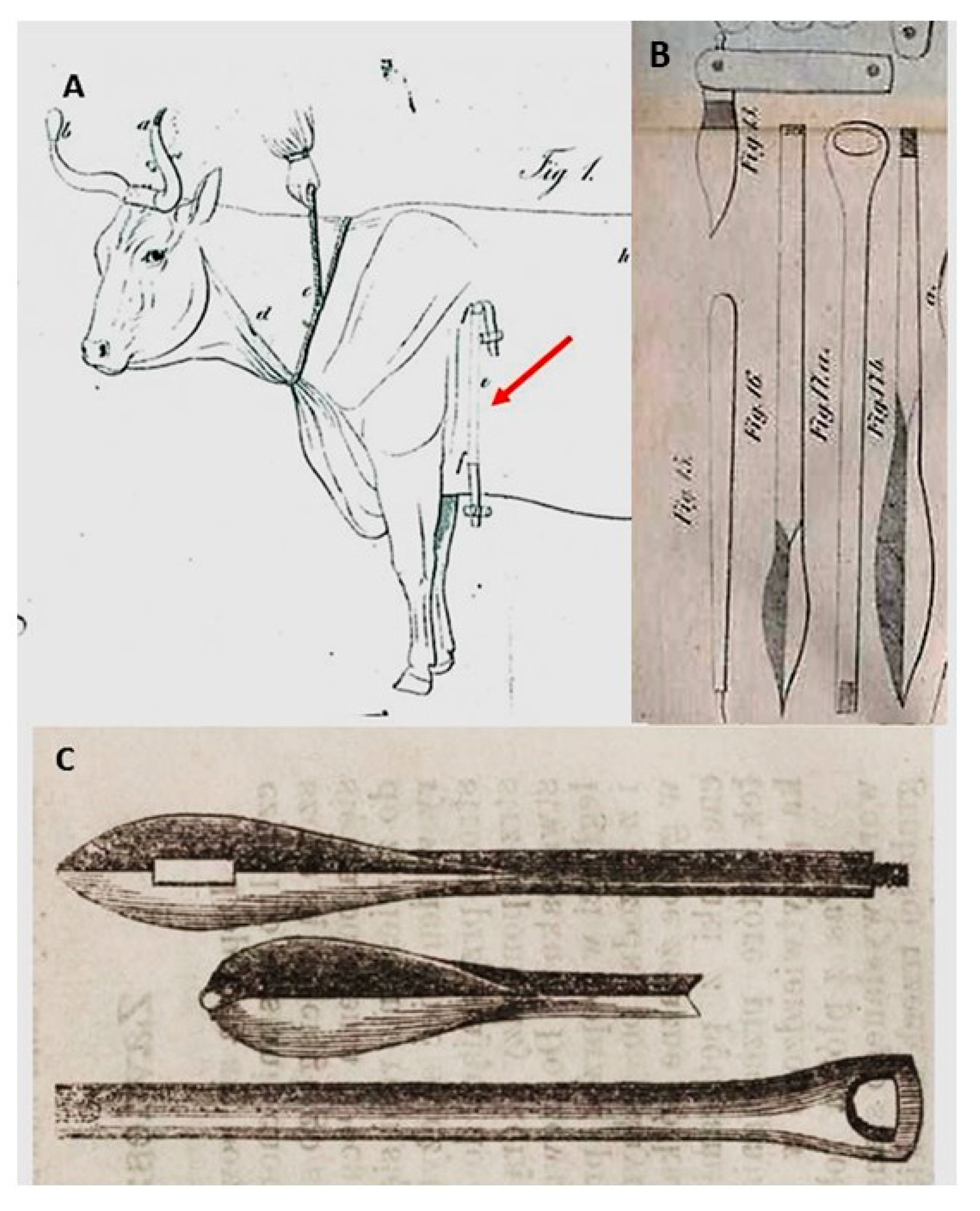 forbici chirurgiche tedesche rette - DLM Zootecnia Veterinaria