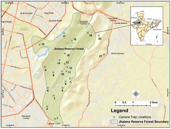 Animals Free Full Text A Camera Trap Home Range Analysis Of The Indian Leopard Panthera Pardus Fusca In Jaipur India Html