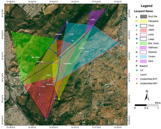 Animals Free Full Text A Camera Trap Home Range Analysis Of The Indian Leopard Panthera Pardus Fusca In Jaipur India Html