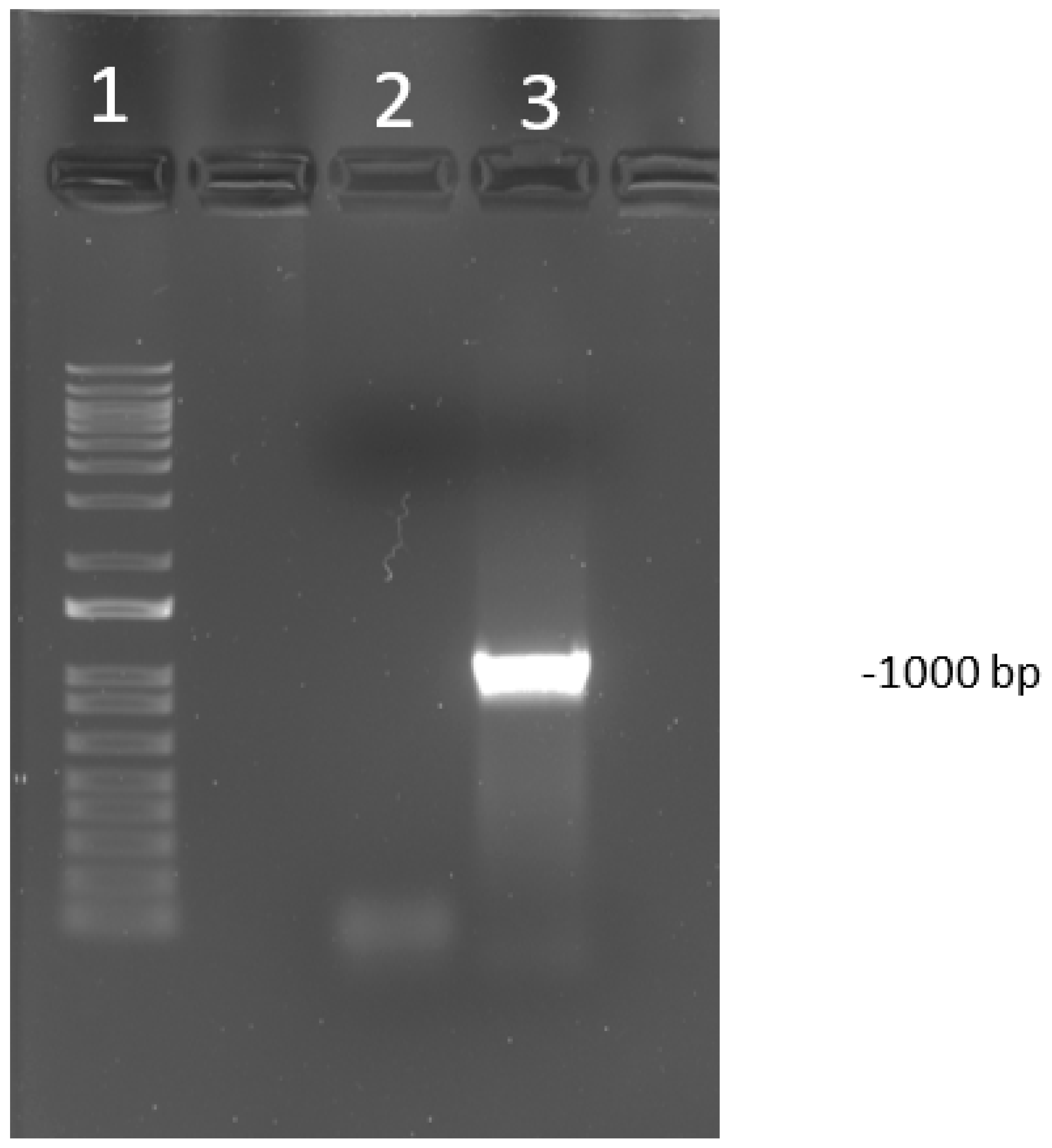 Animals 10 01634 g001 Animals 10 01634 g001