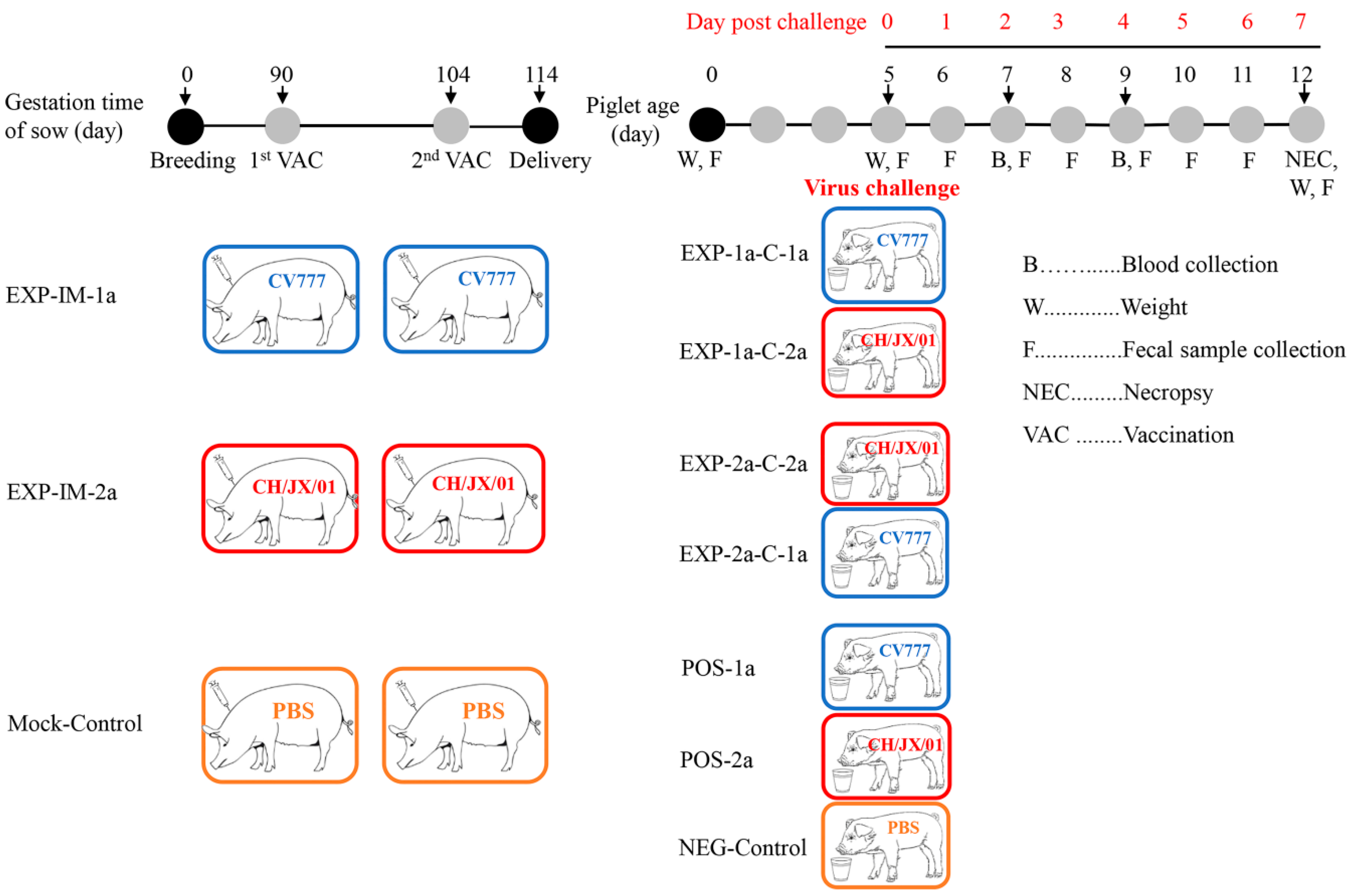 Animals Free Full Text Evaluation Of Cross Protection Between G1a And G2a Genotype Porcine Epidemic Diarrhea Viruses In Suckling Piglets