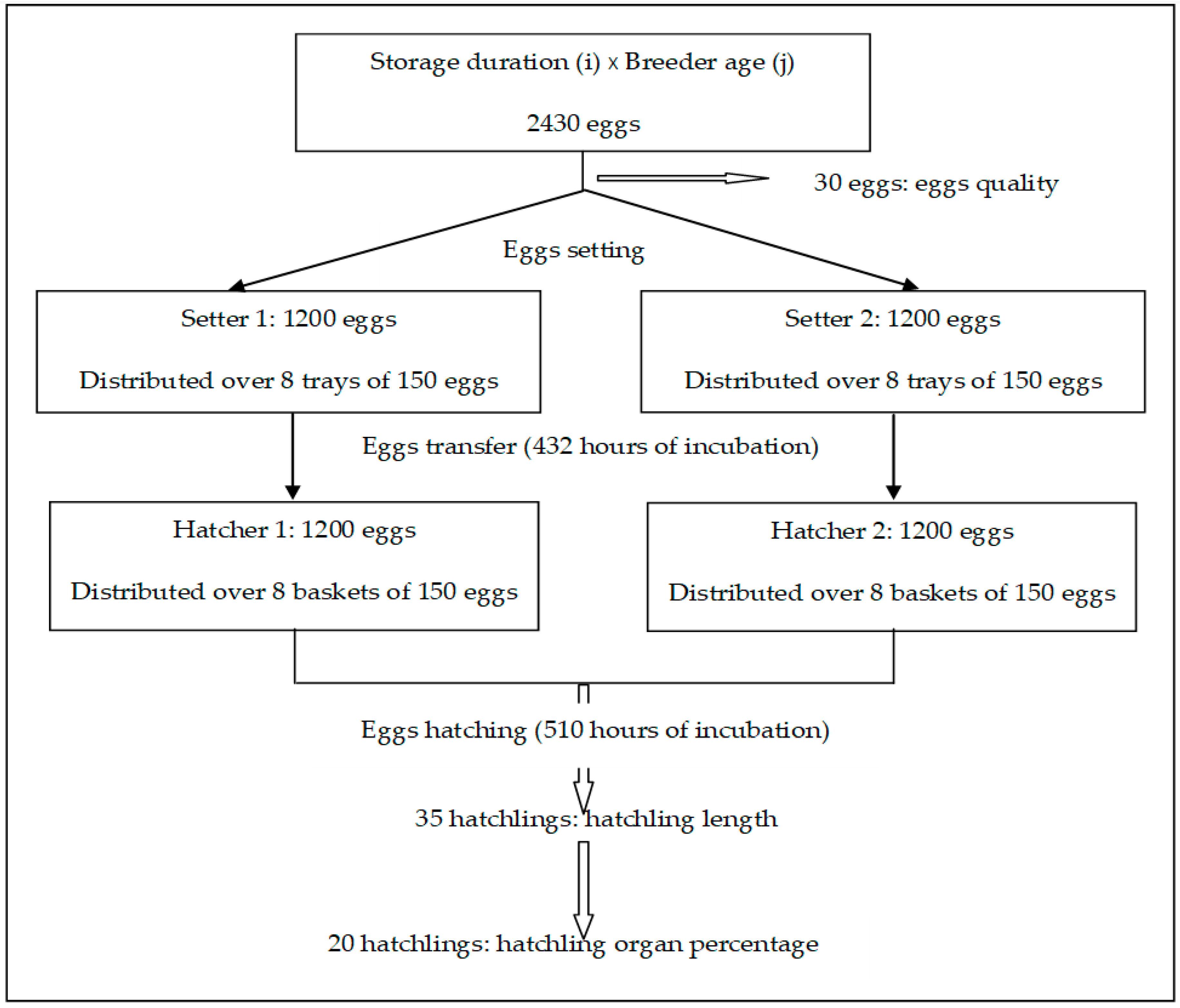 Animals | Free Full-Text | Interactions between Egg Storage Duration and  Breeder Age on Selected Egg Quality, Hatching Results, and Chicken Quality  | HTML