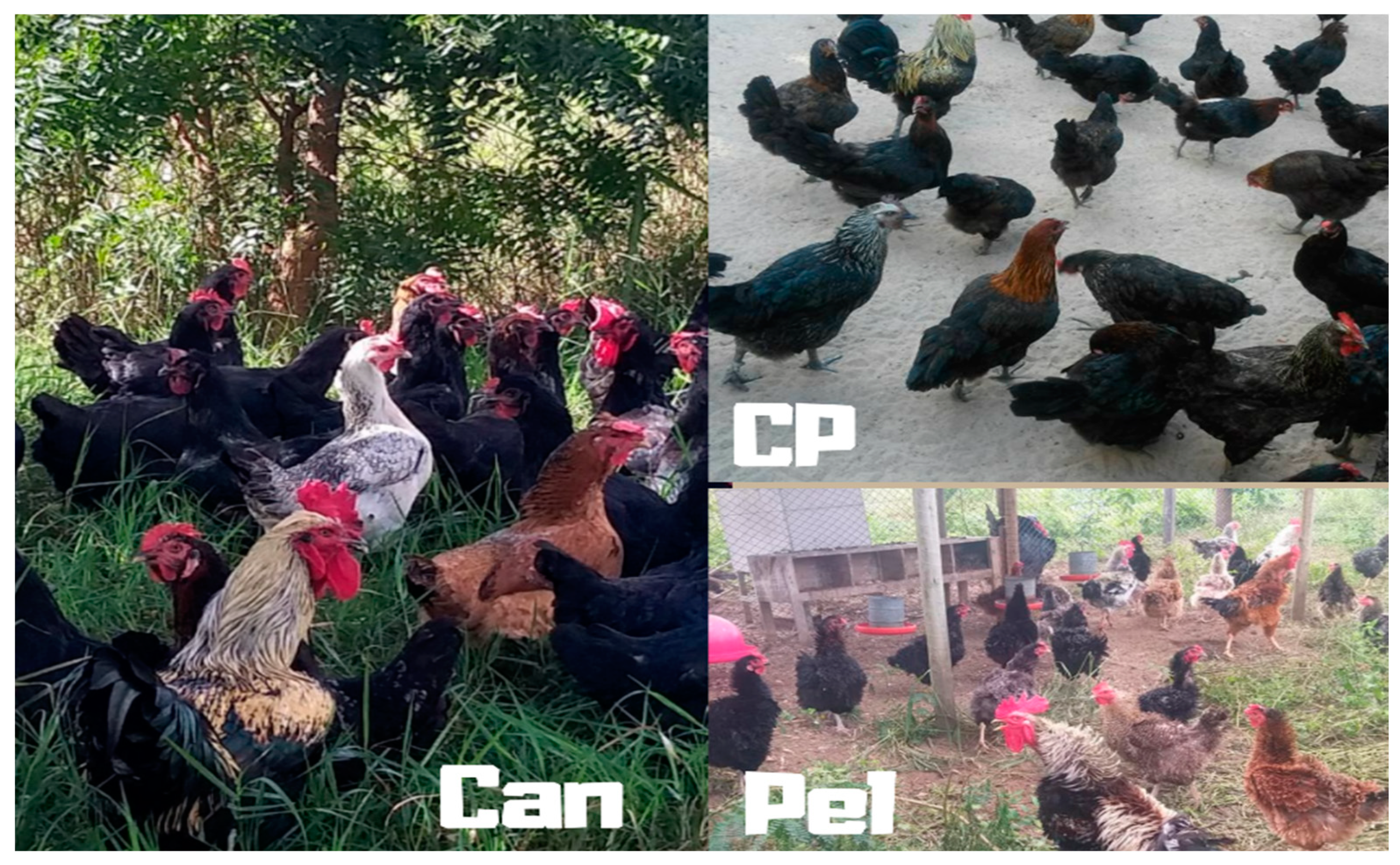 Animals | Free Full-Text | Diversity and Genetic Relationship of Free-Range  Chickens from the Northeast Region of Brazil