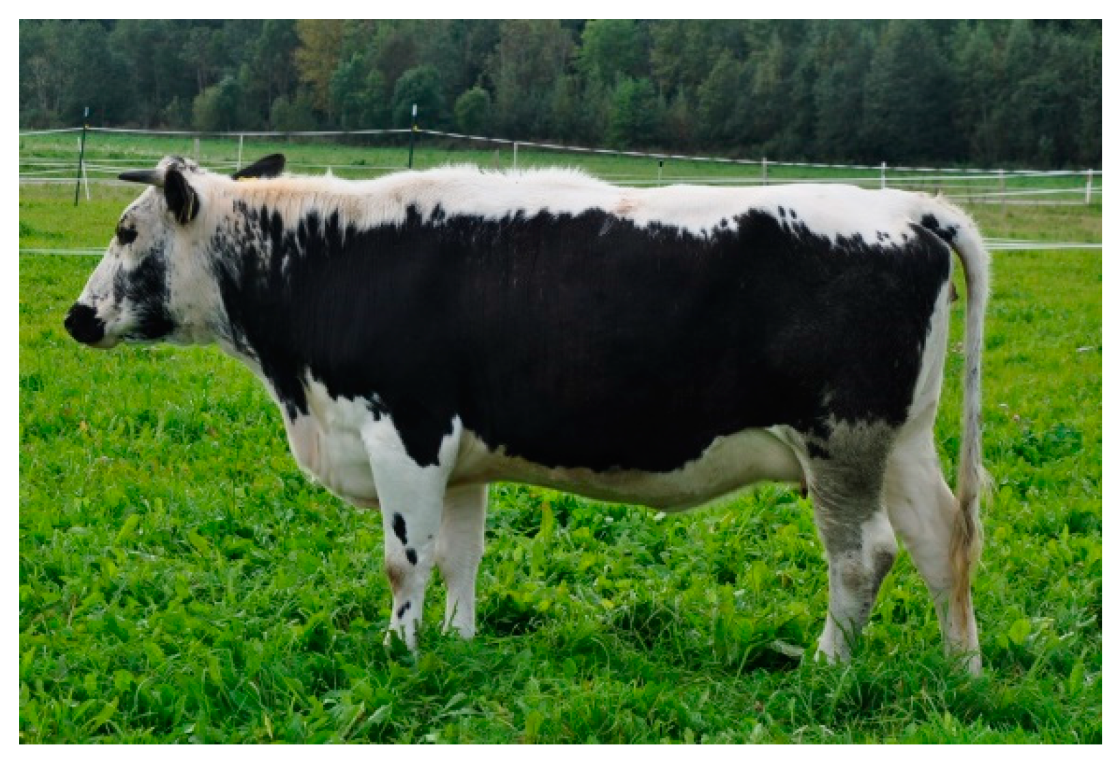 Animals | Free Full-Text | Polymorphism of the Melanocortin 1 Receptor  (MC1R) Gene and its Role in Determining the Coat Colour of Central European Cattle  Breeds
