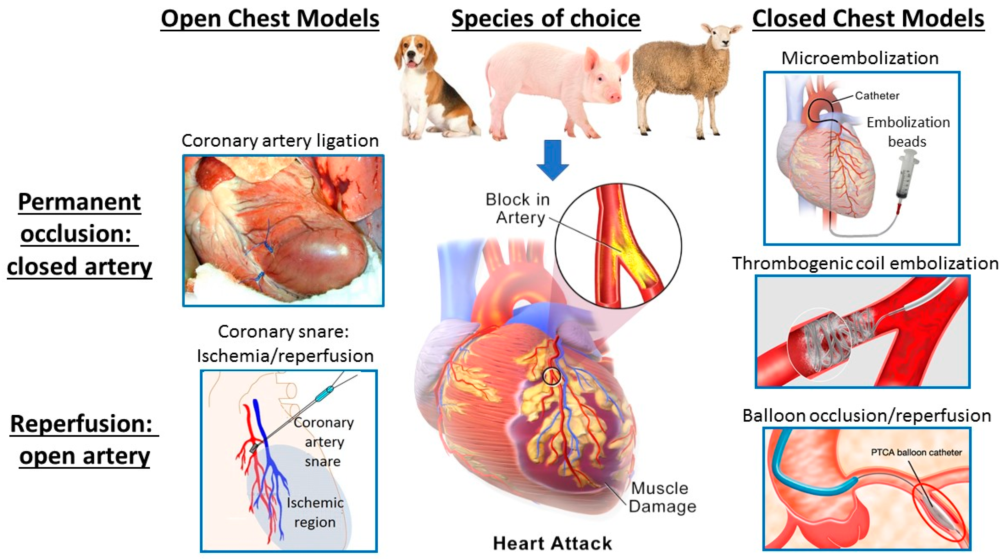 cardiovascular disease in small animal s