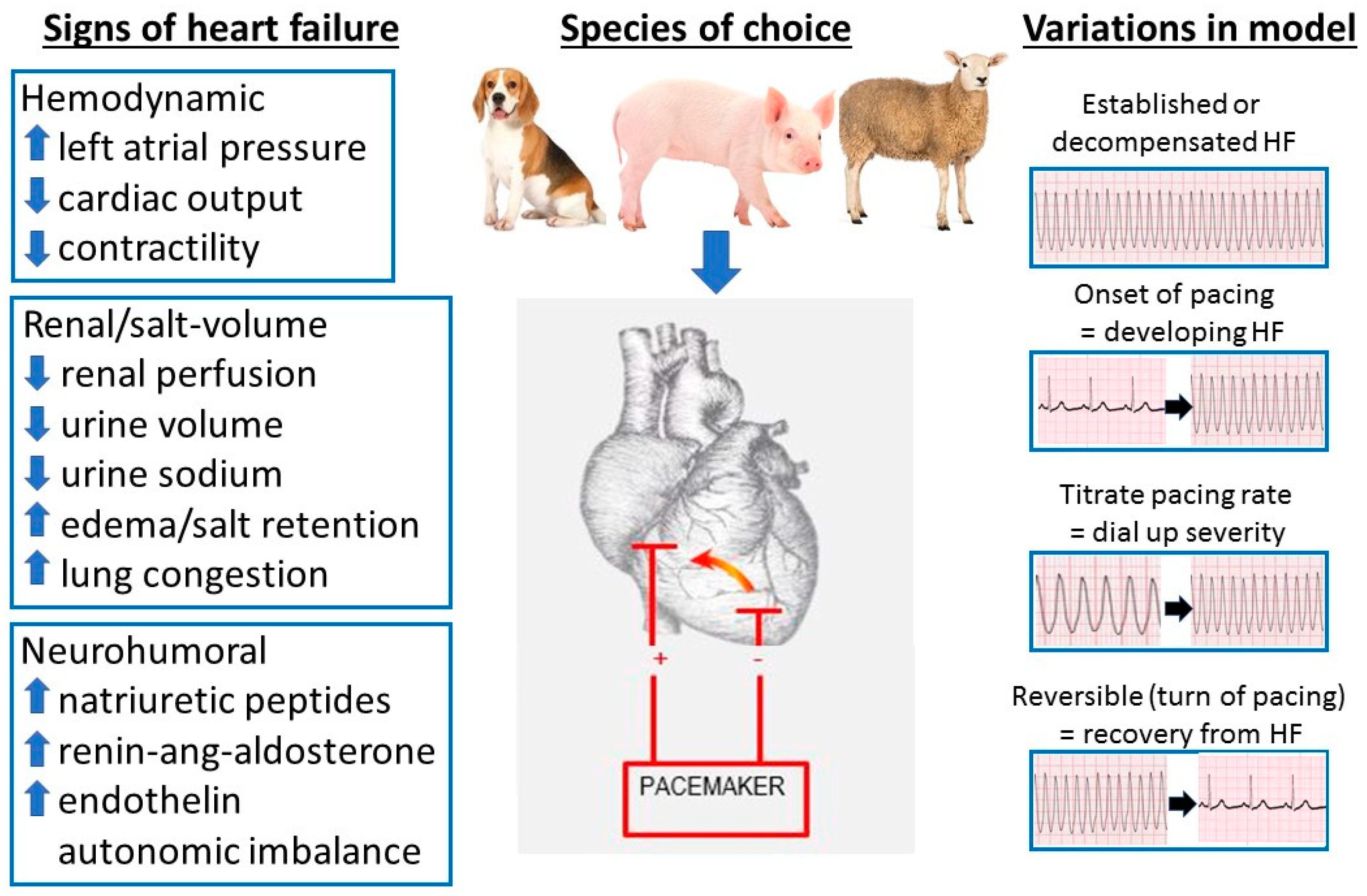 Animals Free FullText Large Animal Models of Heart Failure