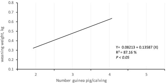 Calculate guinea pig age in human years (equivalence)