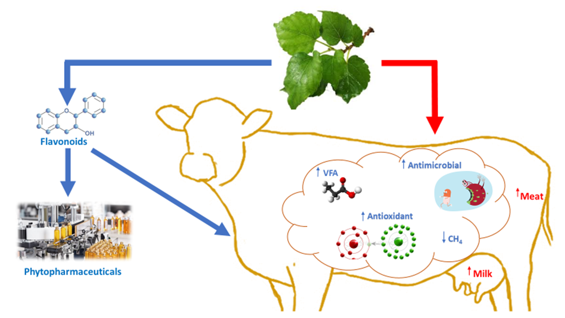 Animals | Free Full-Text | Potential of Mulberry Leaf Biomass and Its  Flavonoids to Improve Production and Health in Ruminants: Mechanistic  Insights and Prospects | HTML