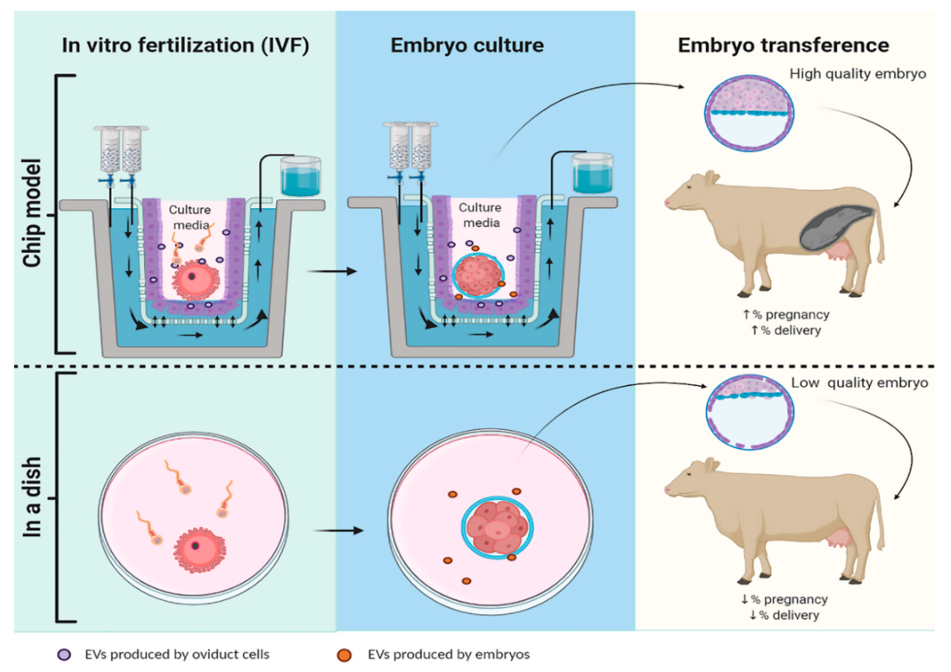 In vitro fertilization это. Органы животных in vitro. In-vitro fertilization Bioethics. In vitro fertilization problems. In vitro fertilization genetic modifications.