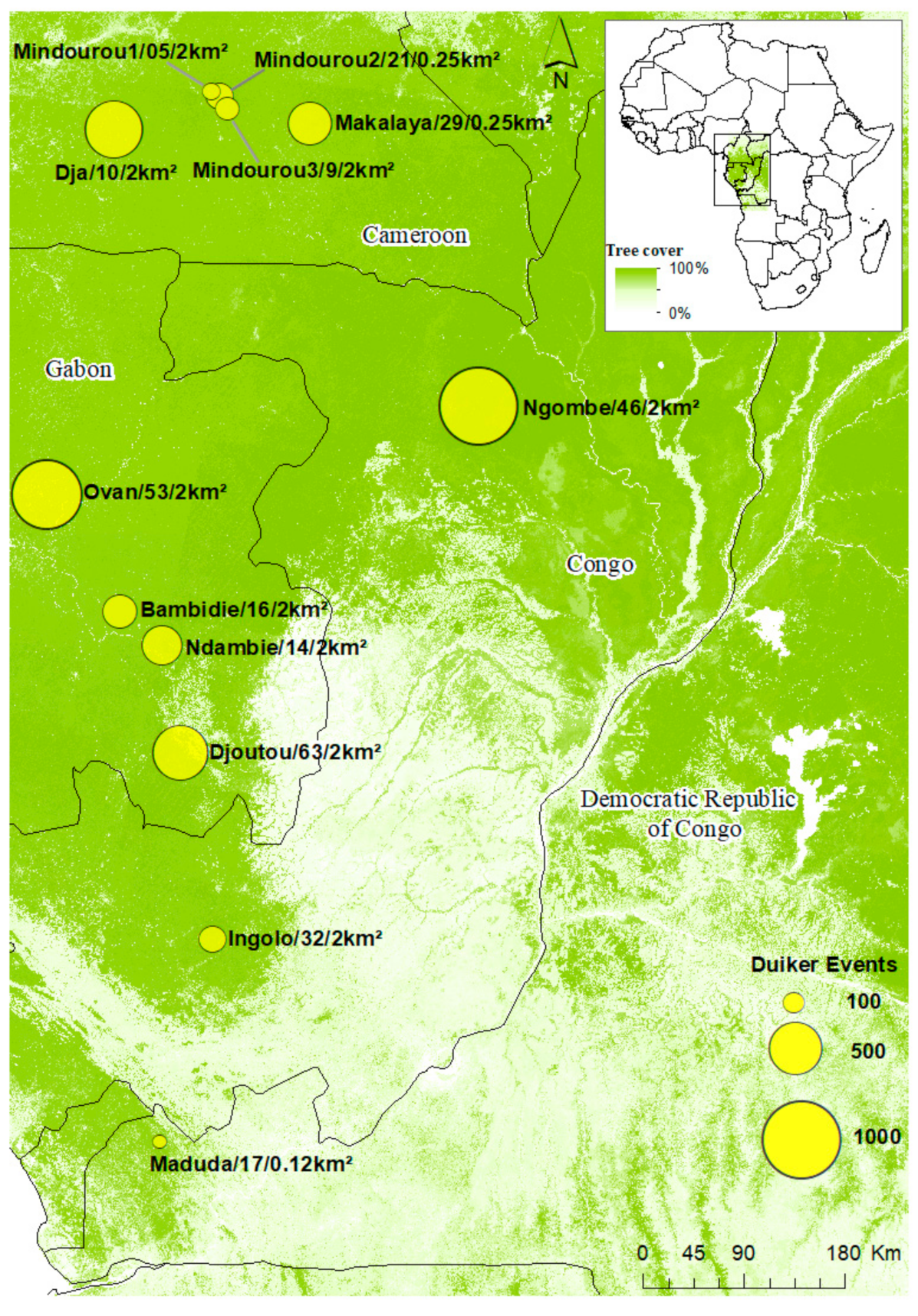 Animals | Free Full-Text | Daily Activity Patterns and Co-Occurrence of  Duikers Revealed by an Intensive Camera Trap Survey across Central African  Rainforests