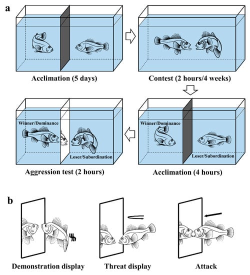 Frontiers  Boldness Predicts Aggressiveness, Metabolism, and Activity in  Black Rockfish Sebastes schlegelii