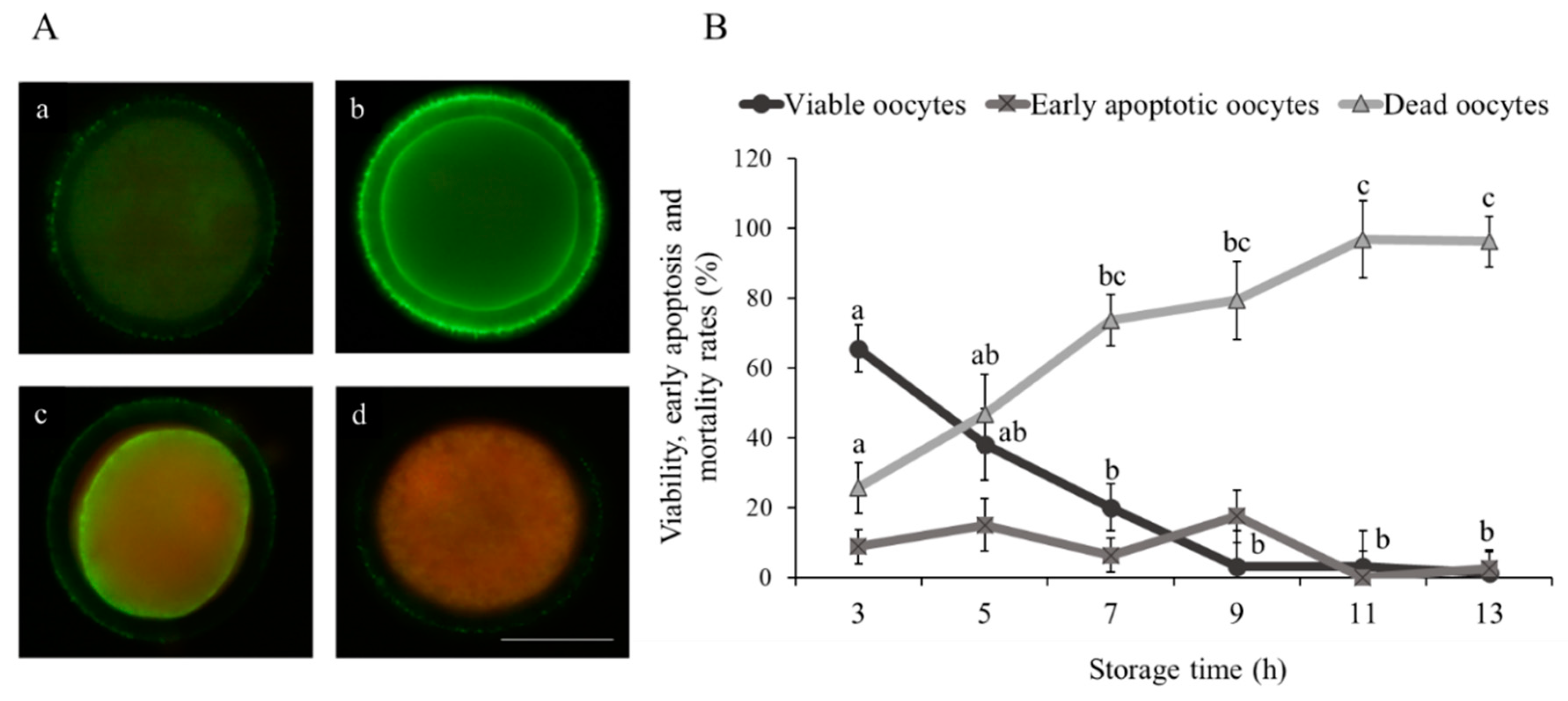 Animals | Free Full-Text | Cellular and Molecular Events that Occur in the  Oocyte during Prolonged Ovarian Storage in Sheep